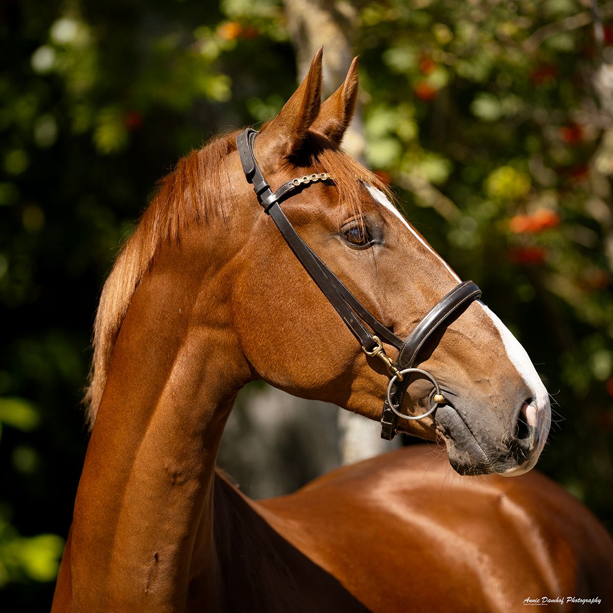 kwpn dressuurpaard ruin 3 anni vos in vendita - Foto 3