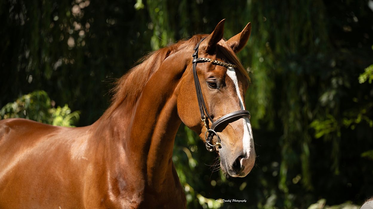 kwpn dressuurpaard ruin 3 anni vos in vendita - Foto 5