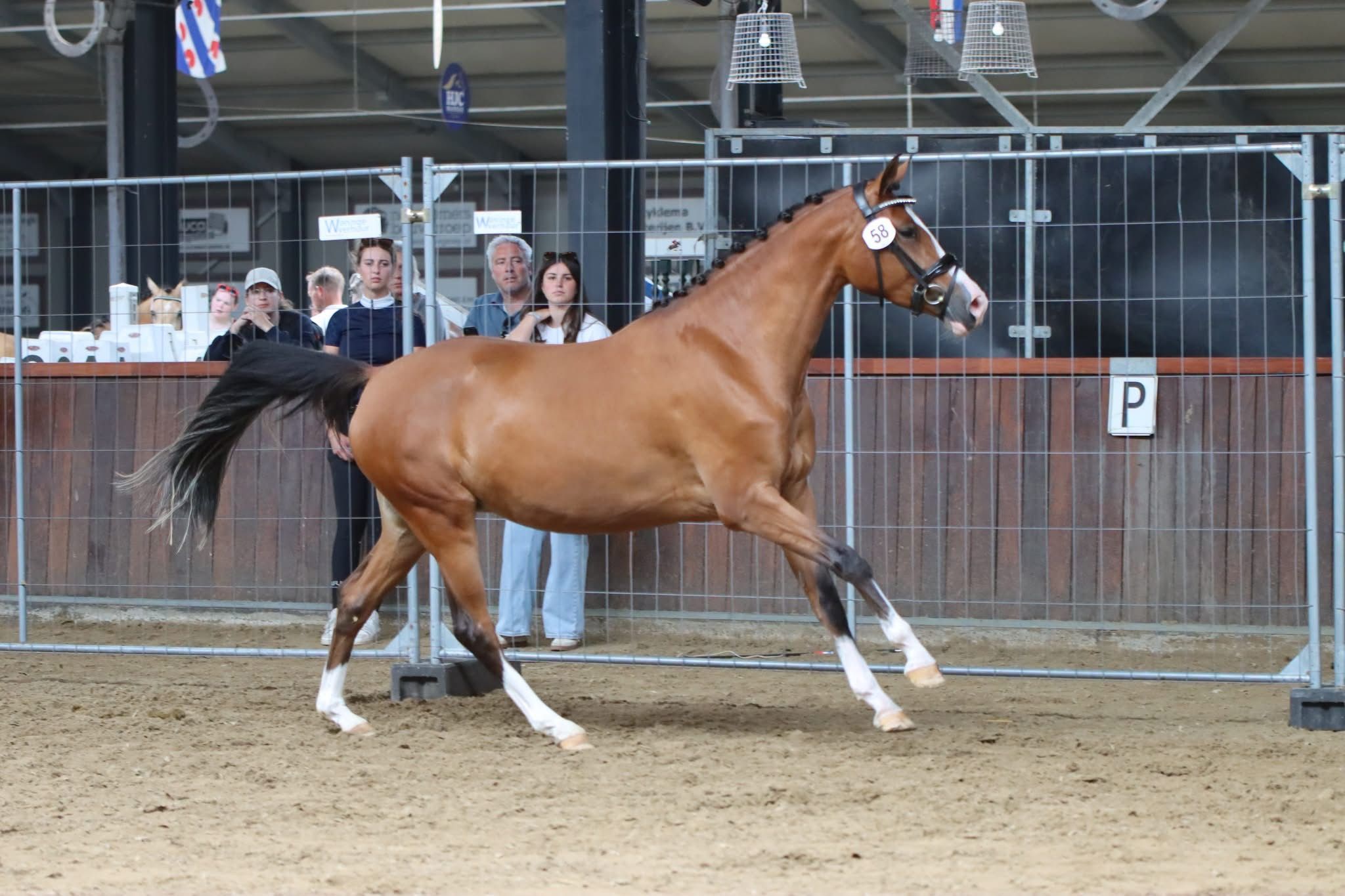 nrps dressuurpony merrie 3 år bruin till salu - Foto 4