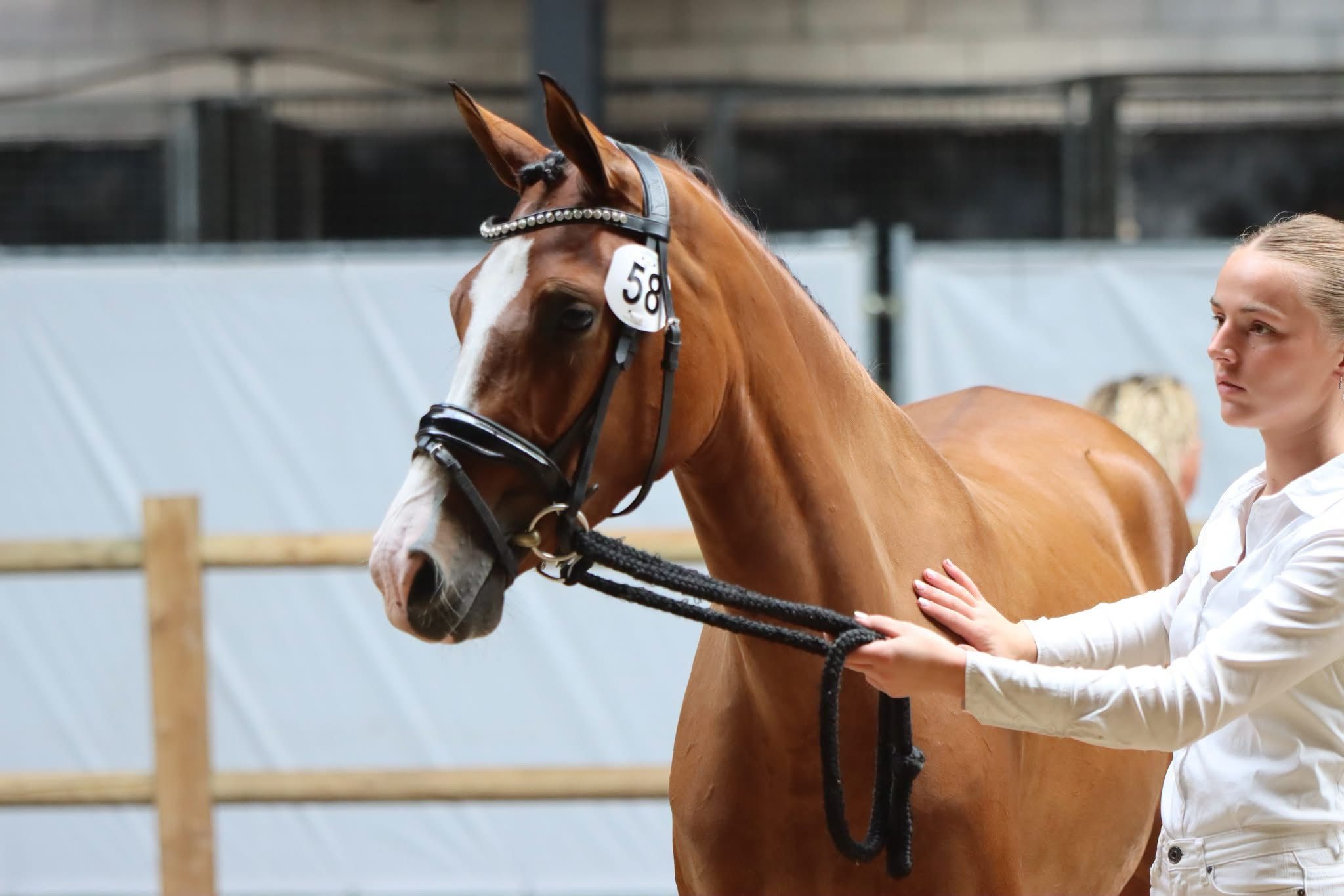nrps dressuurpony merrie 3 år bruin till salu - Foto 2