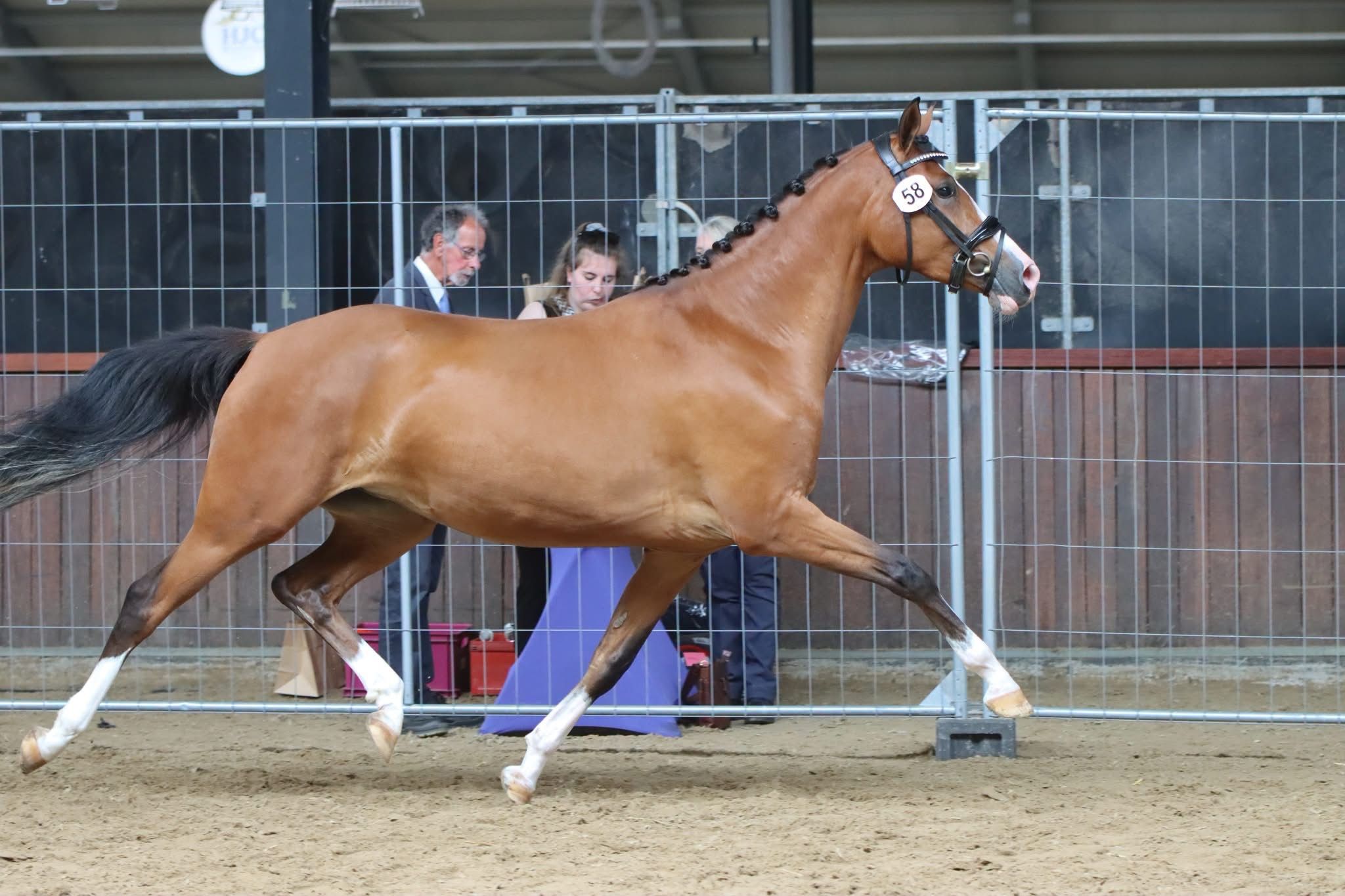 nrps dressuurpony merrie 3 år bruin till salu - Foto 3