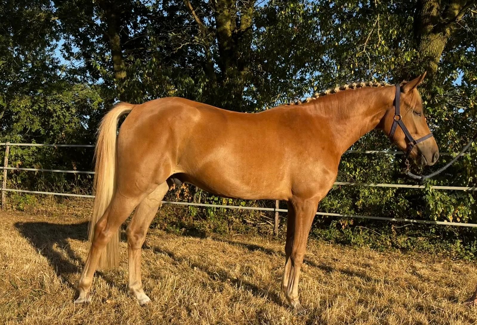 new-forest allround-pony ruin 3 歳 vos 売り出し中 - 写真 3
