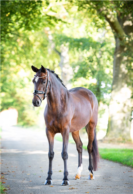 Stunning Z-level ster mare with a heart of gold