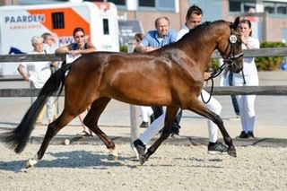 new-forest dressuurpony merrie 11 years old bruin for sale - Photo 2