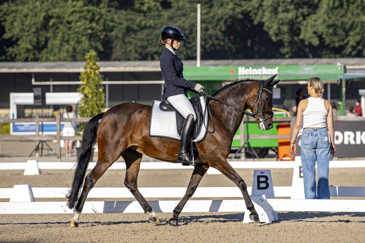 new-forest dressuurpony merrie 11 years old bruin for sale - Photo 3