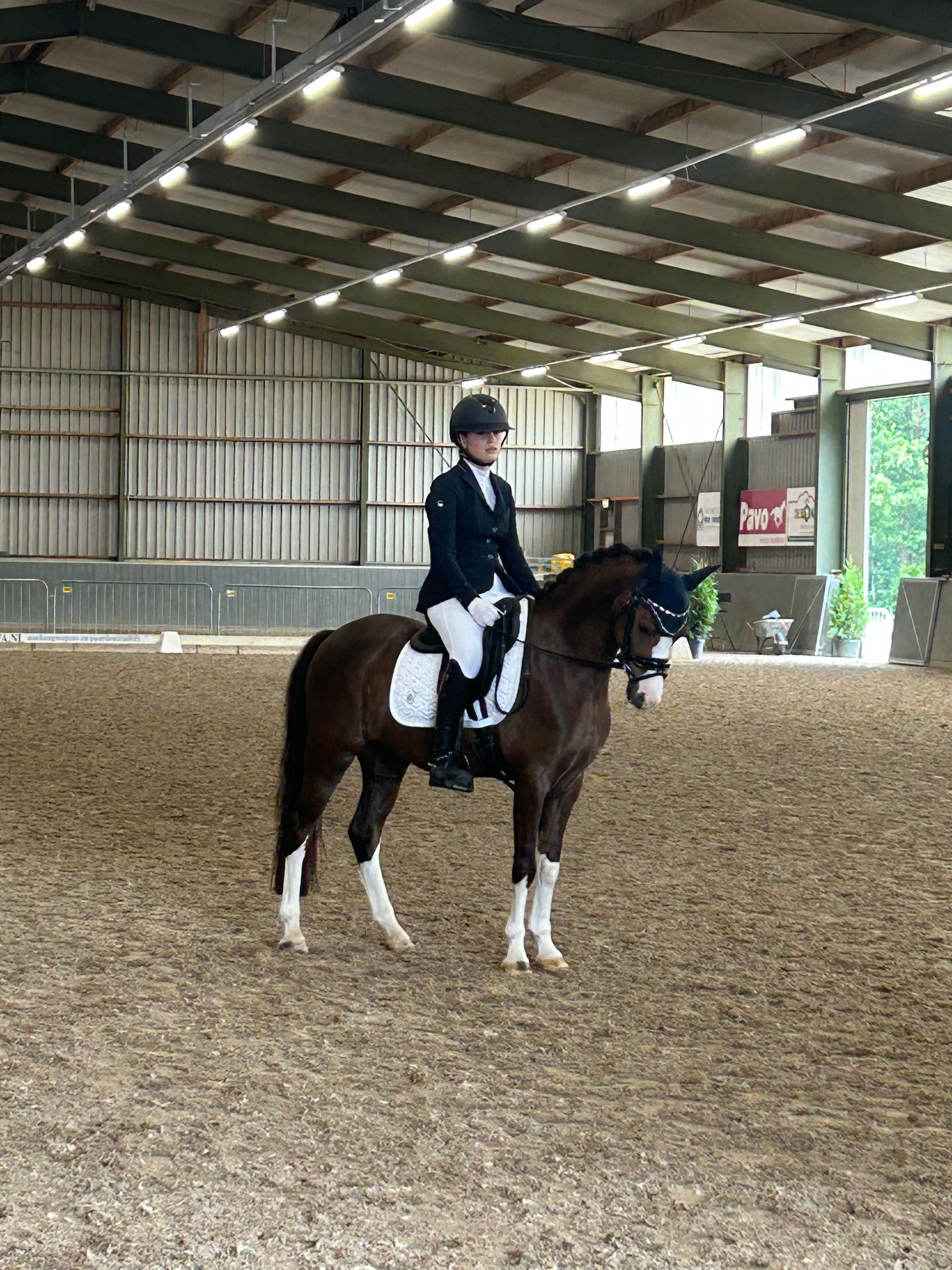 Knappe C sportpony!