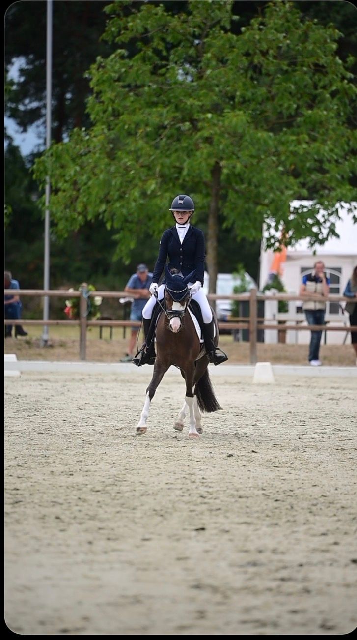 welsh dressuurpony ruin 8 jaar donkerbruin te koop - Foto 3
