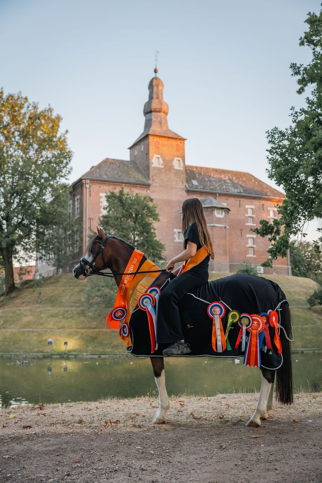 welsh dressuurpony ruin 8 jaar donkerbruin te koop - Hoofdfoto