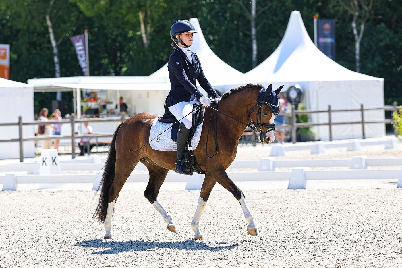 welsh dressuurpony ruin 8 jaar donkerbruin te koop - Foto 4