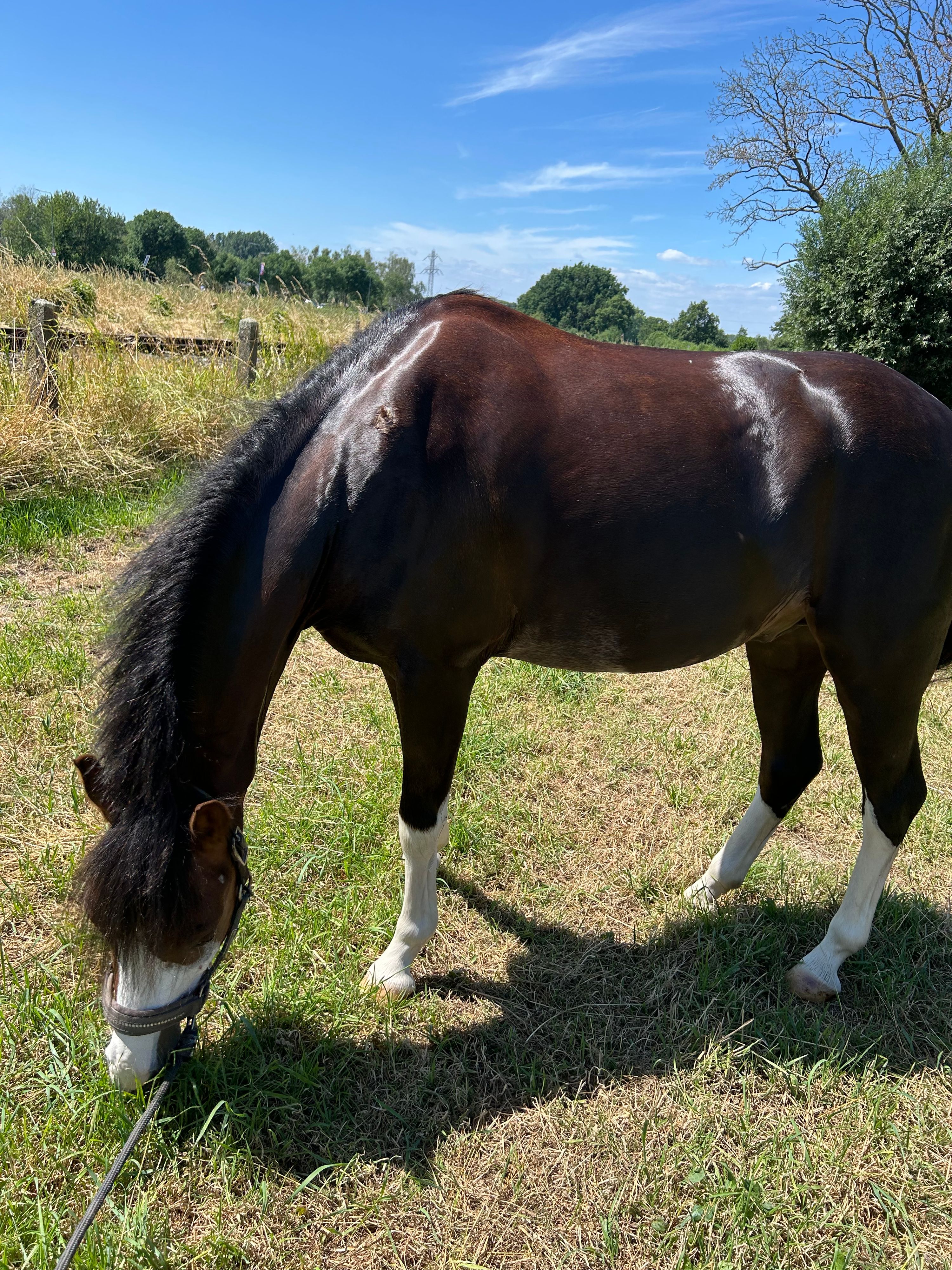 welsh dressuurpony ruin 8 jaar donkerbruin te koop - Foto 6