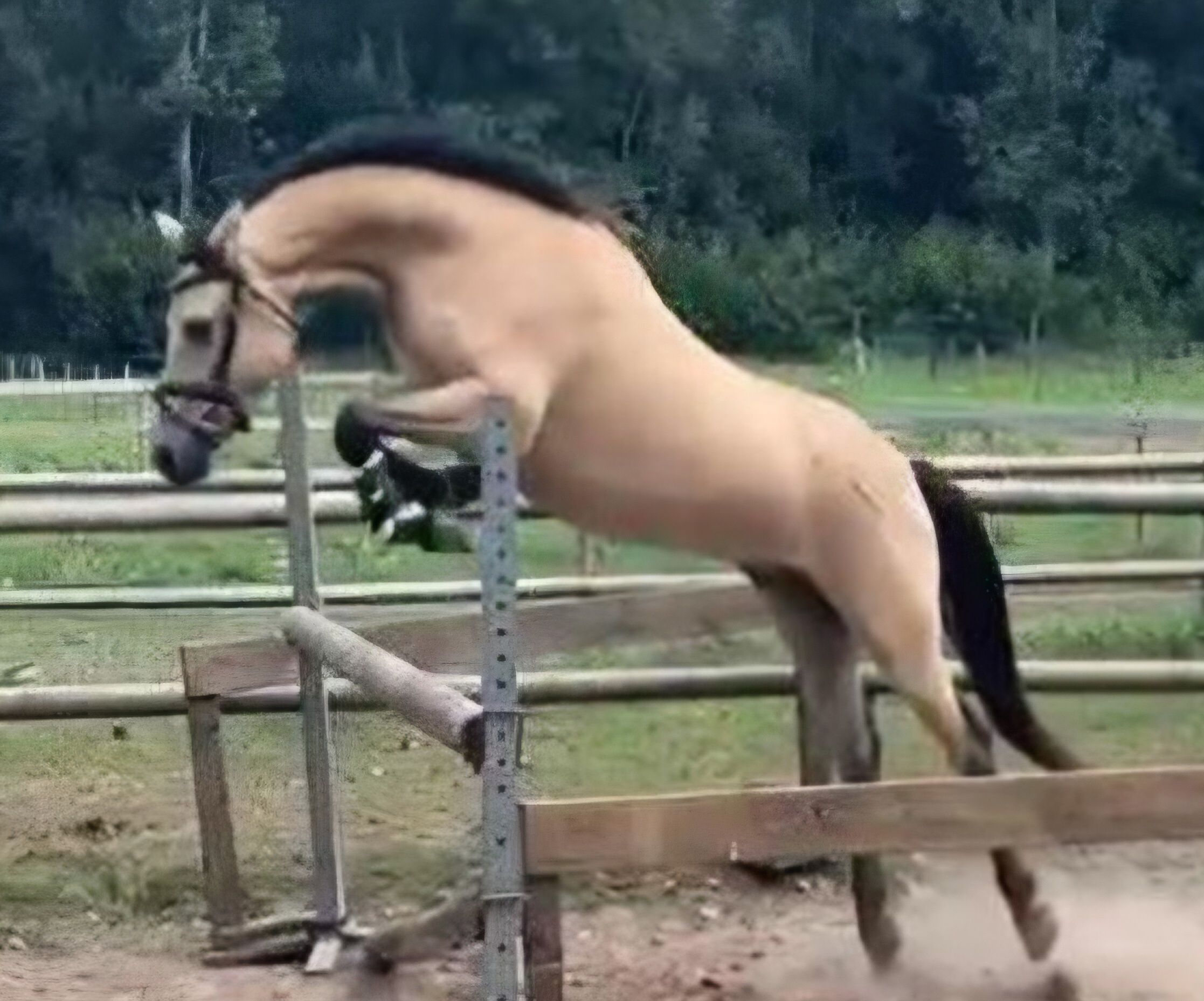 new-forest springpony ruin 4 ans andere-kleur à vendre - Photo 2