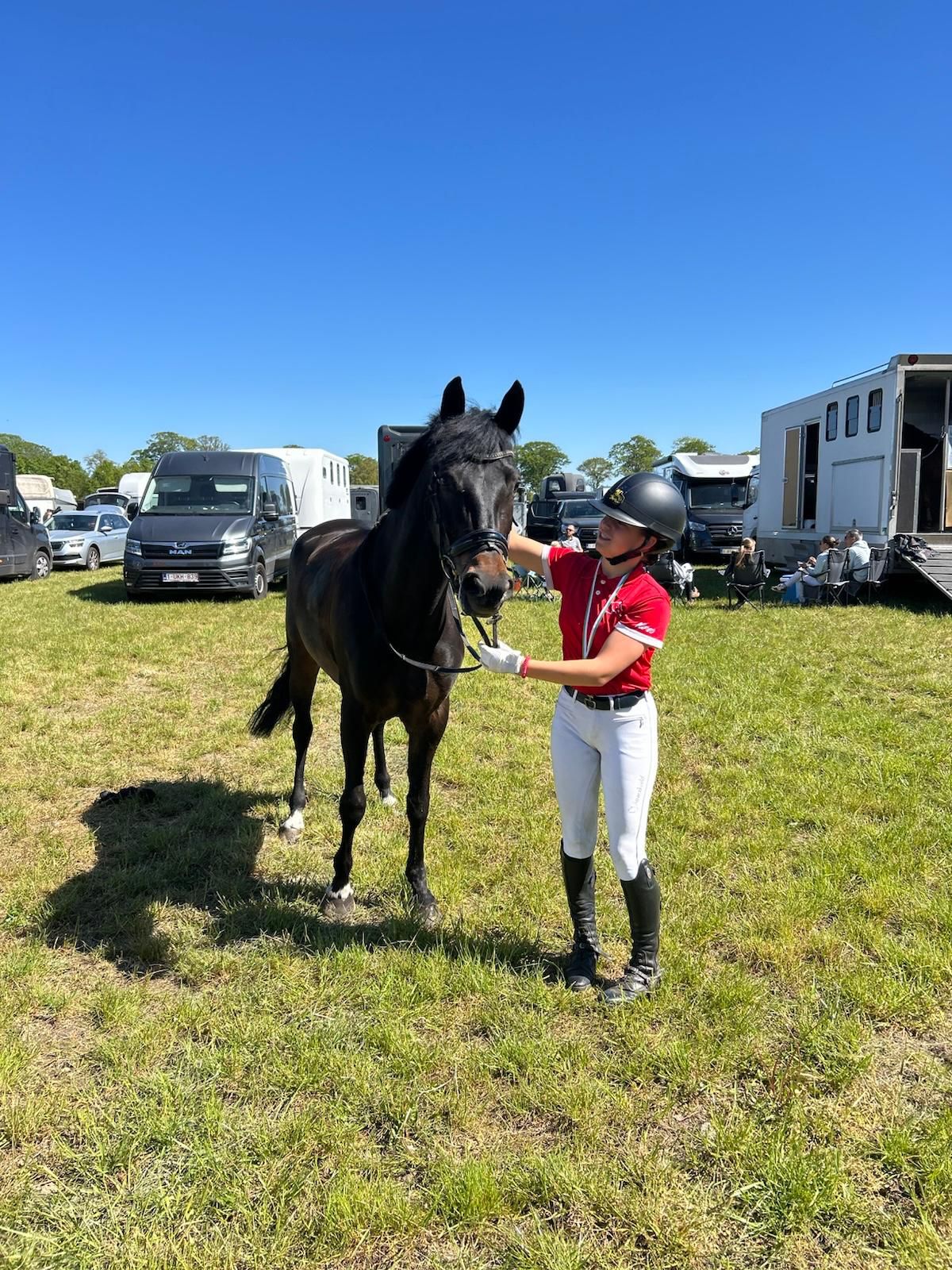 new-forest dressuurpony merrie 8 years old zwart for sale - Photo 3