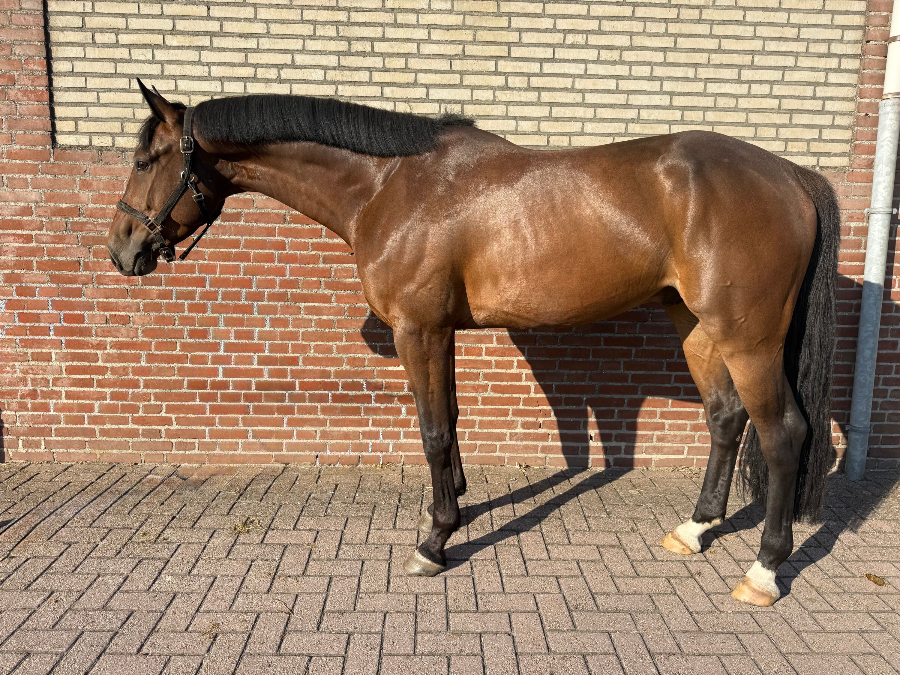 4/5/6-year-old super handsome geldings for sale!