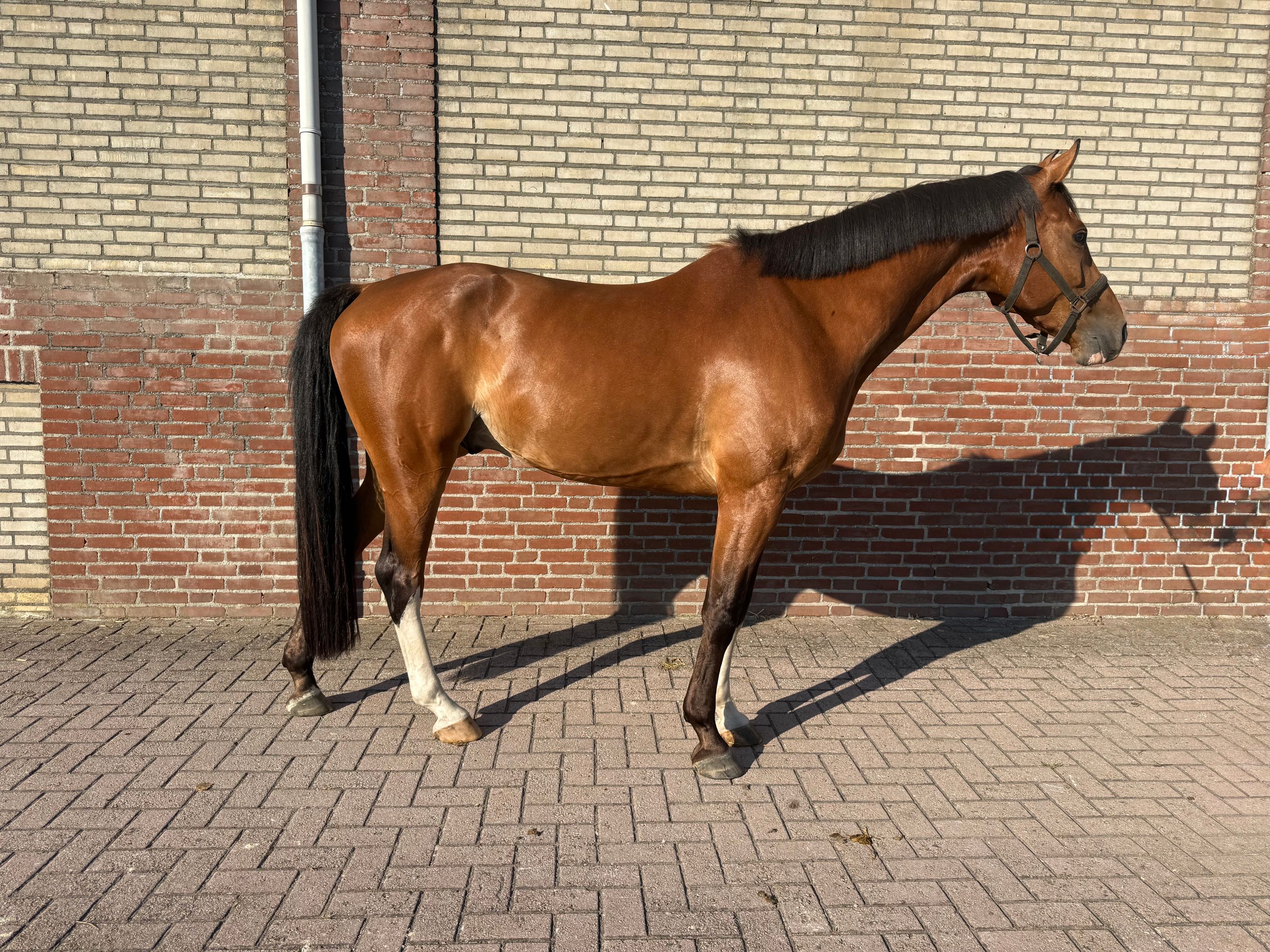 kwpn springpaard ruin 5 years old donkerbruin for sale - Photo 3