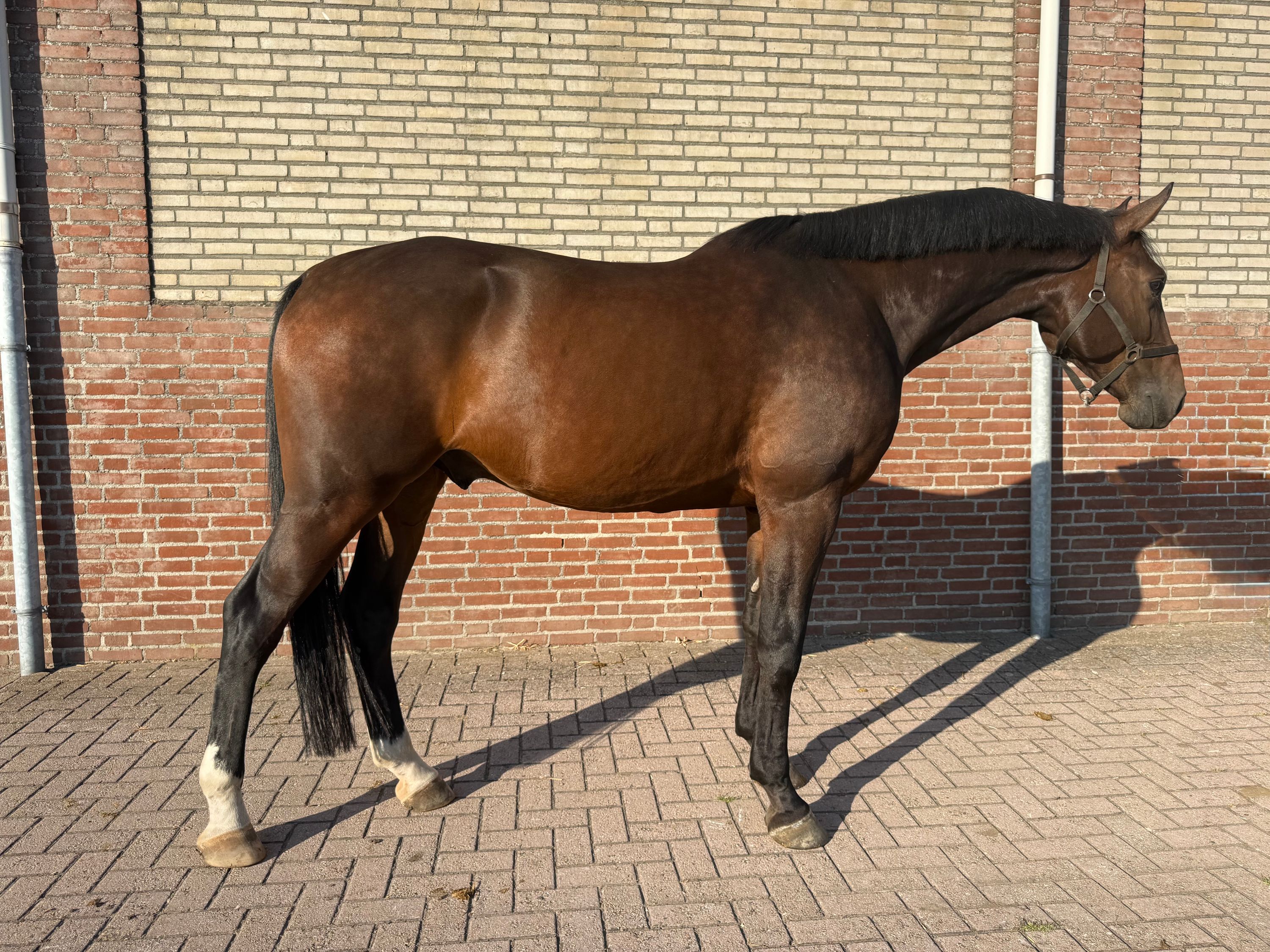 kwpn springpaard ruin 5 years old donkerbruin for sale - Photo 2