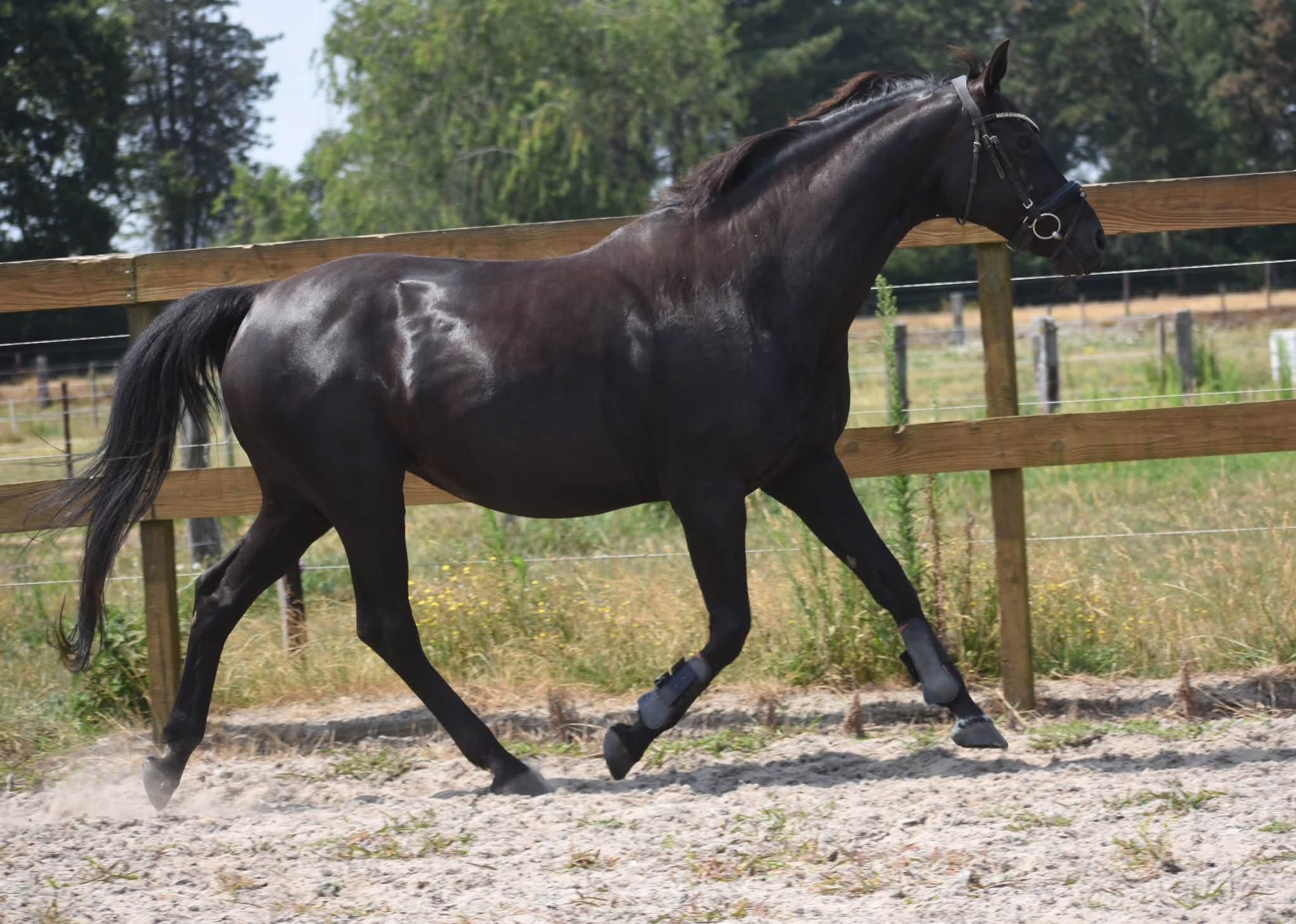 kwpn recreatie-paard merrie 16 ani zwart de vânzare - Foto 6