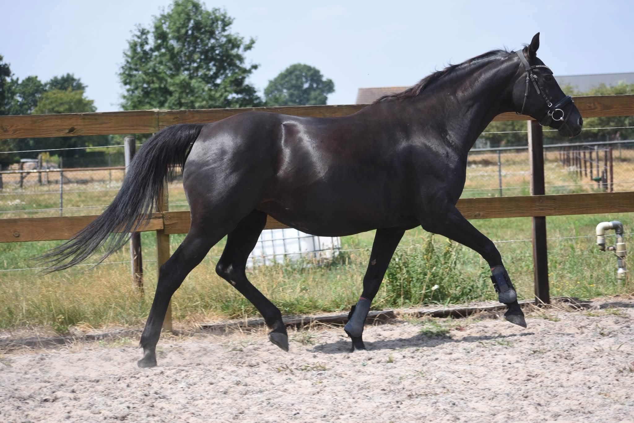 kwpn recreatie-paard merrie 16 ani zwart de vânzare - Foto 5