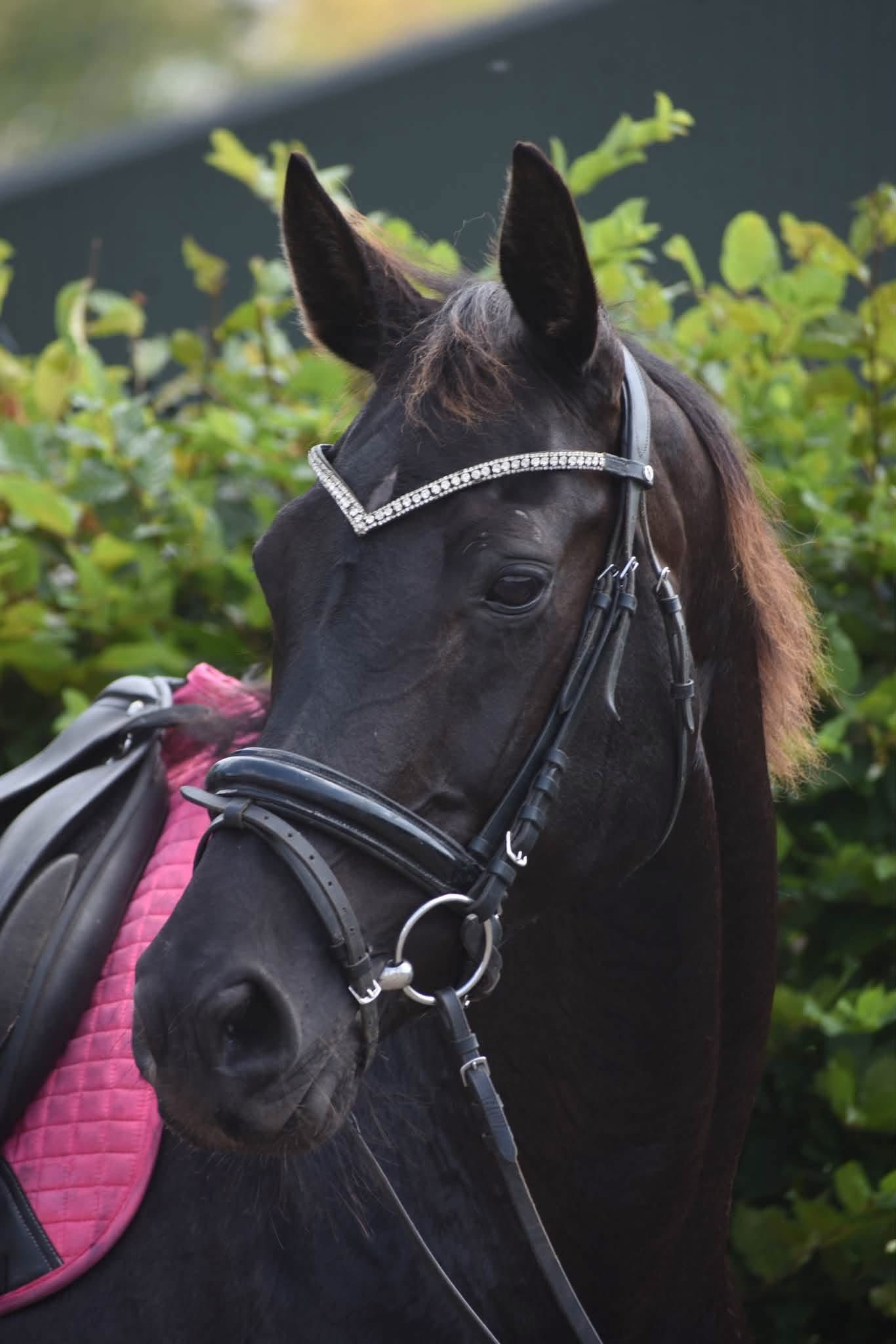 kwpn recreatie-paard merrie 16 ani zwart de vânzare - Foto 2