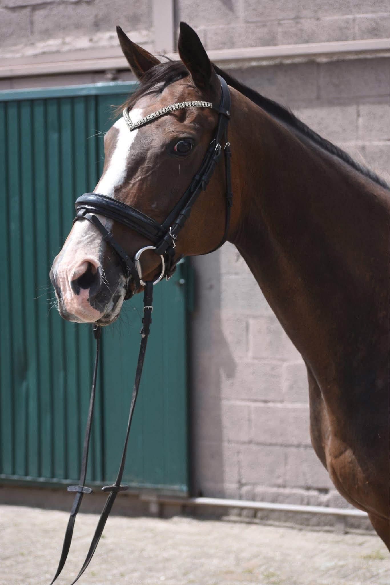 Eyecatcher: superbrave 9 jarige rijpaardmerrie