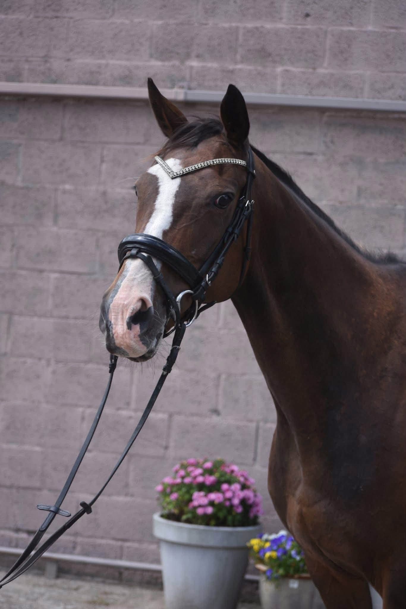 recreatie-paard merrie 9 jaar donkerbruin te koop - Foto 2