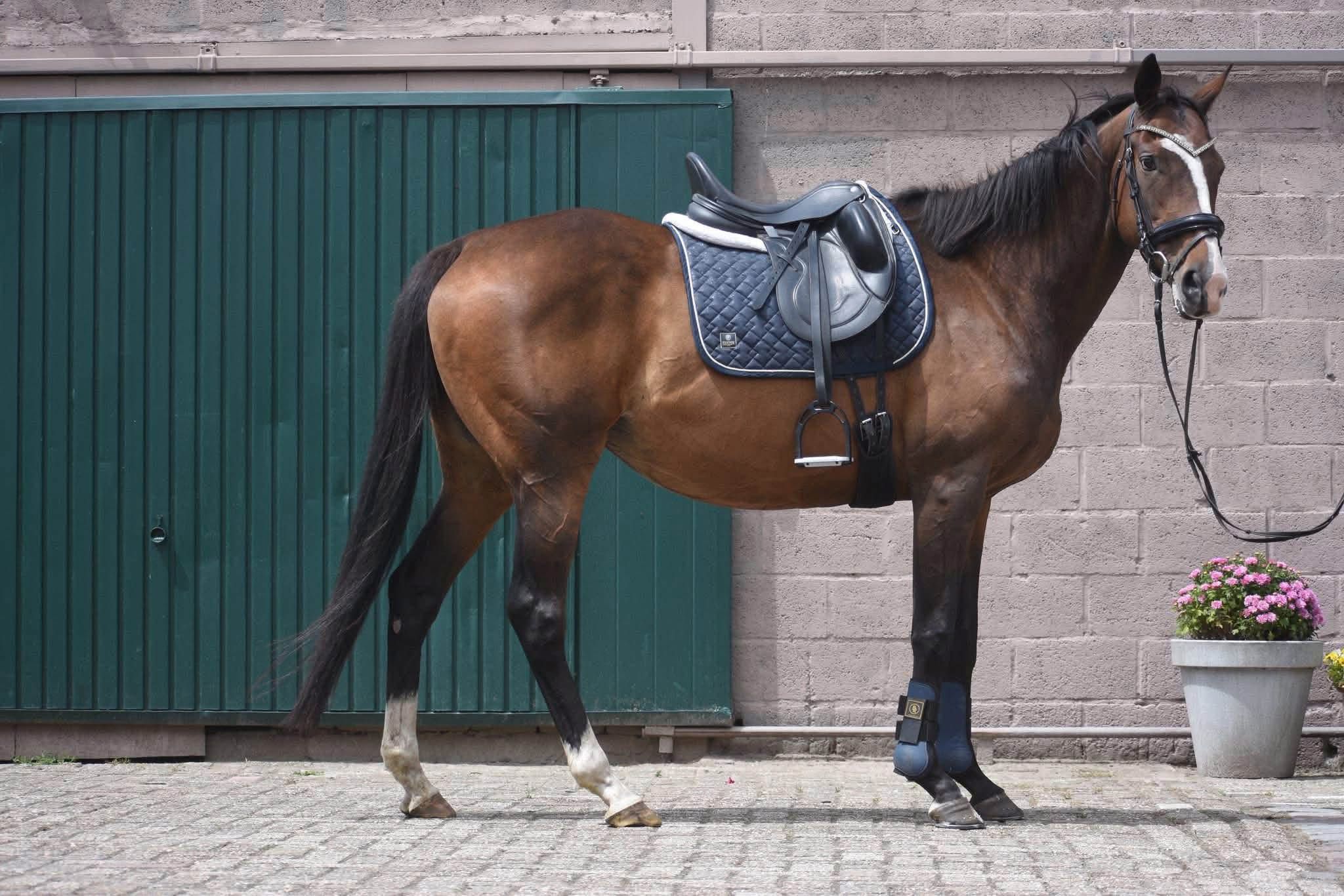 recreatie-paard merrie 9 jaar donkerbruin te koop - Foto 4