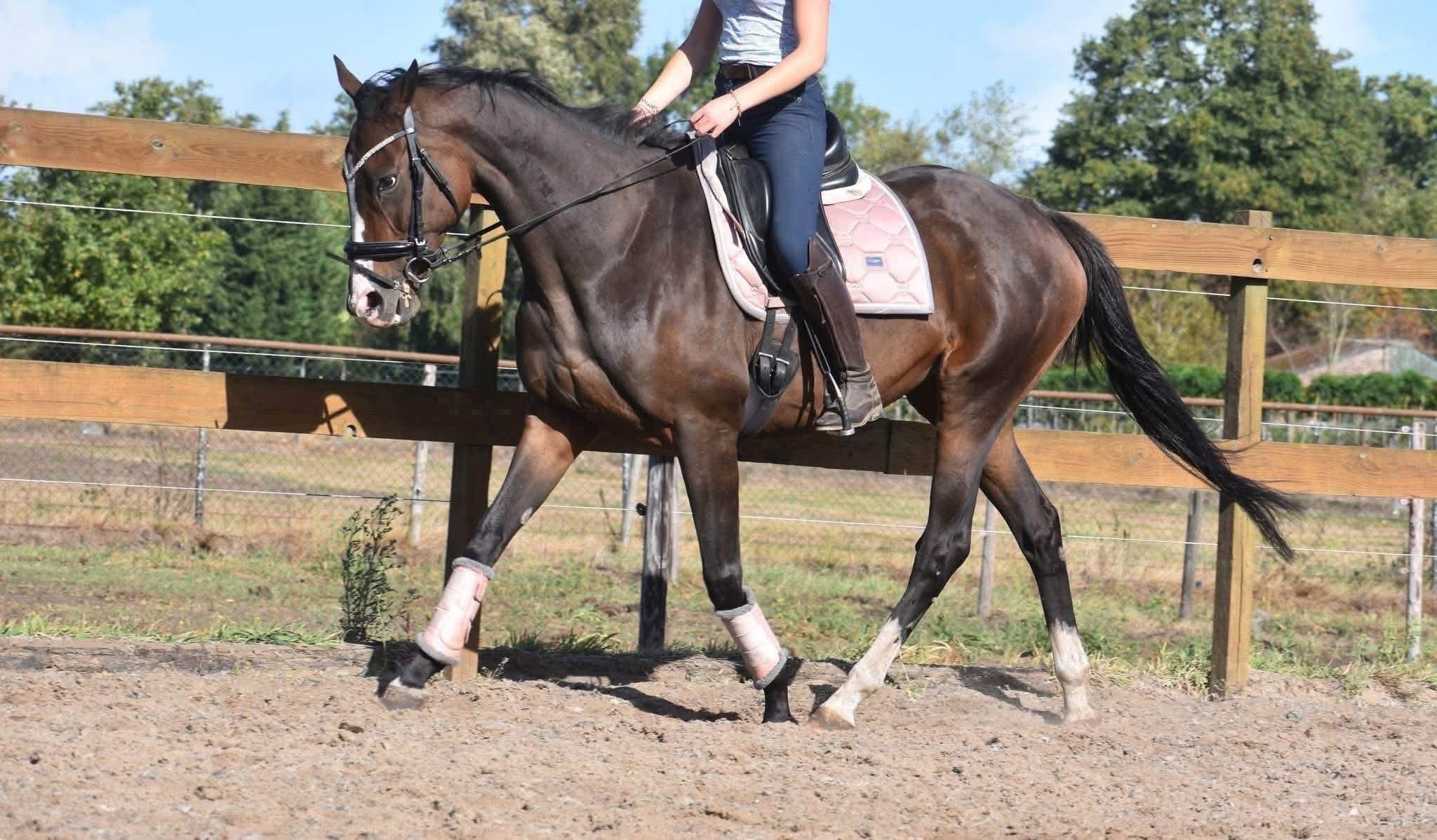 recreatie-paard merrie 9 jaar donkerbruin te koop - Foto 6