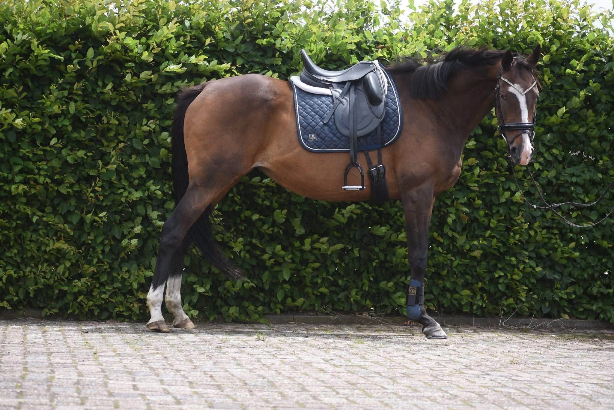 recreatie-paard merrie 9 jaar donkerbruin te koop - Foto 3