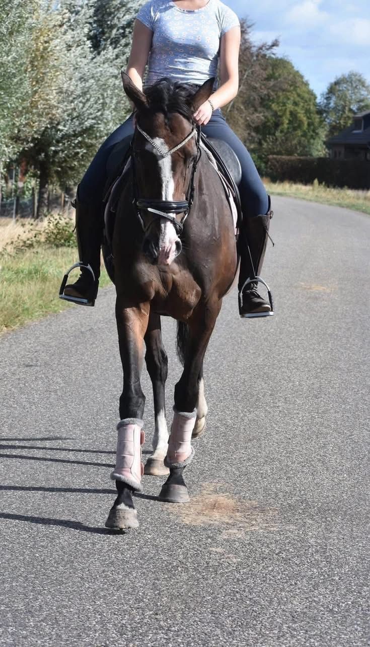 recreatie-paard merrie 9 jaar donkerbruin te koop - Foto 5
