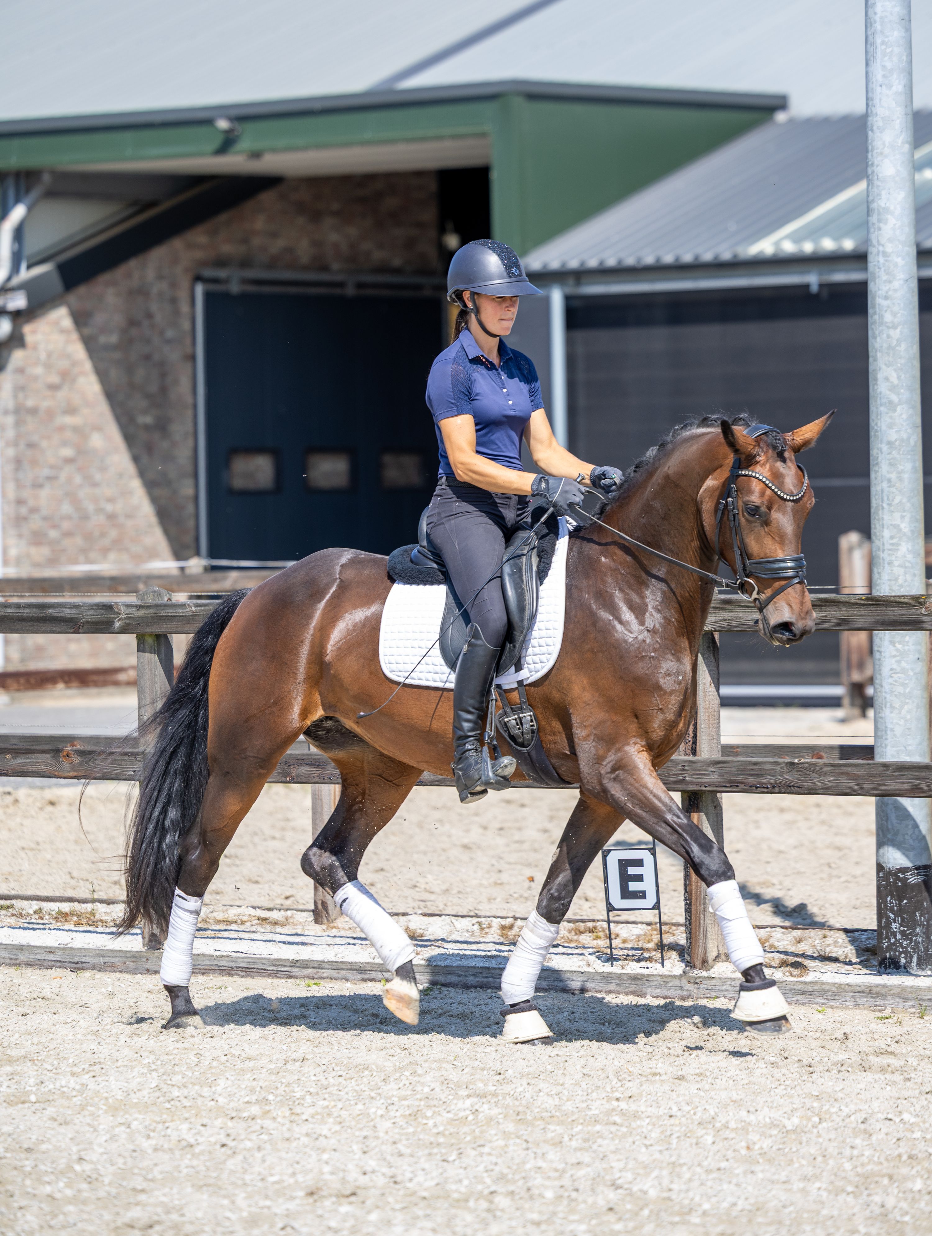 kwpn dressuurpaard merrie 3 jaar Donkerbruin te koop - Foto 2