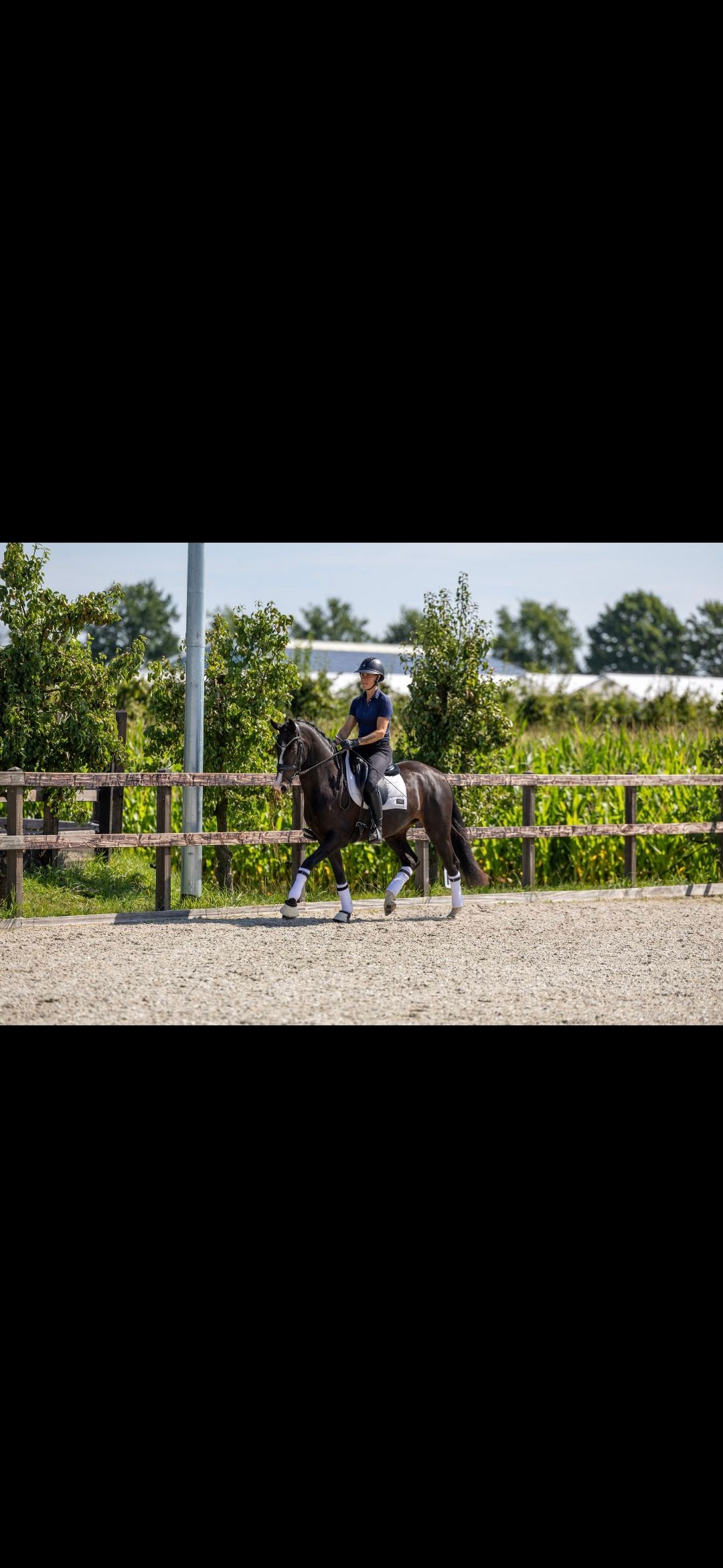 kwpn paard merrie 3 jaar zwart te koop - Foto 4