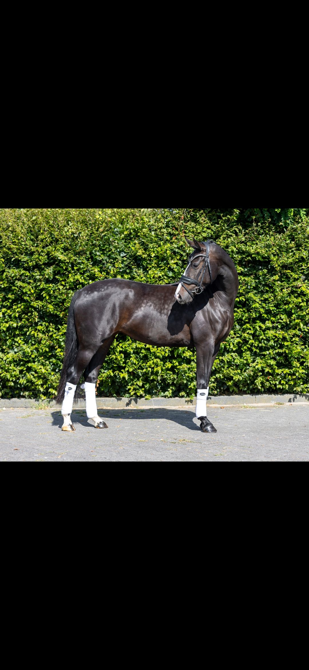 kwpn paard merrie 3 jaar zwart te koop - Foto 2