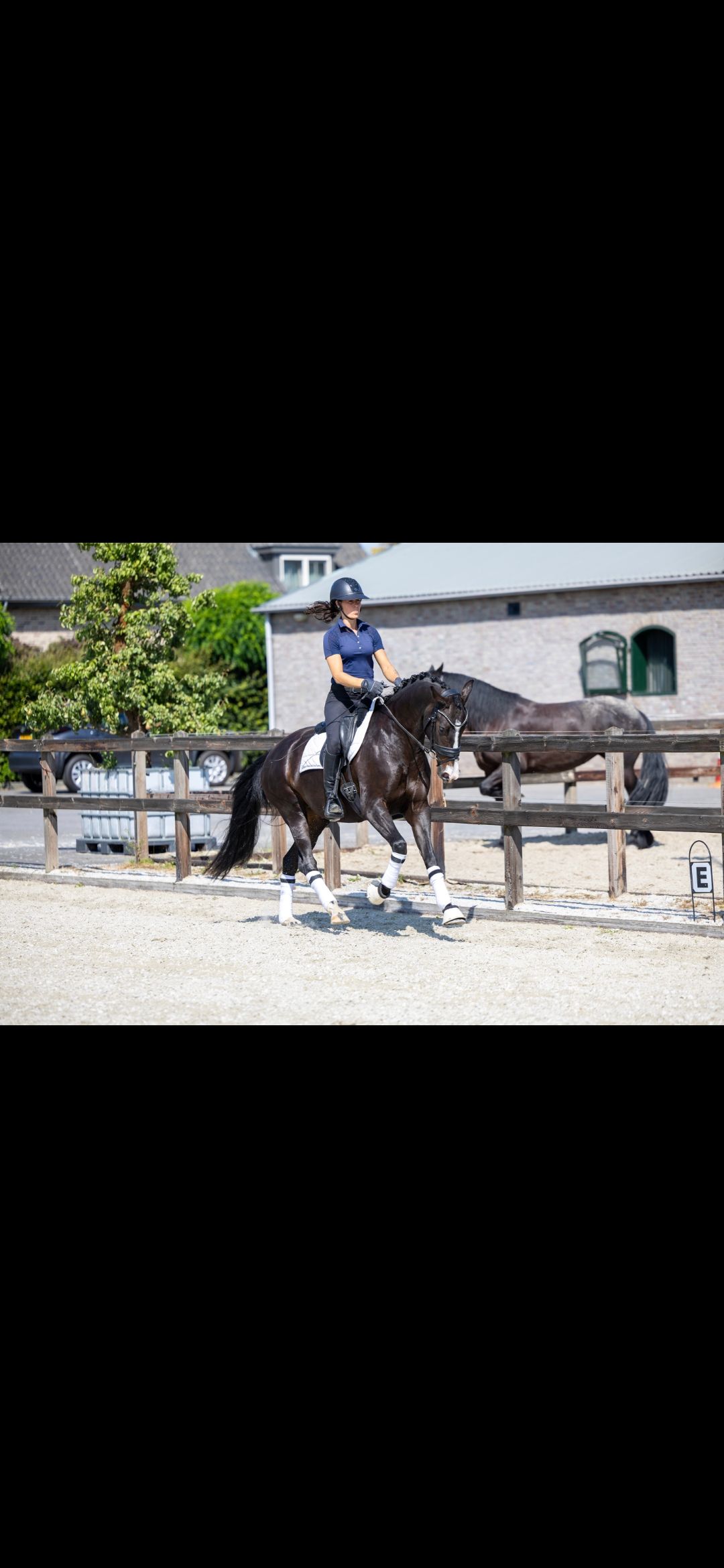 kwpn paard merrie 3 jaar zwart te koop - Foto 3