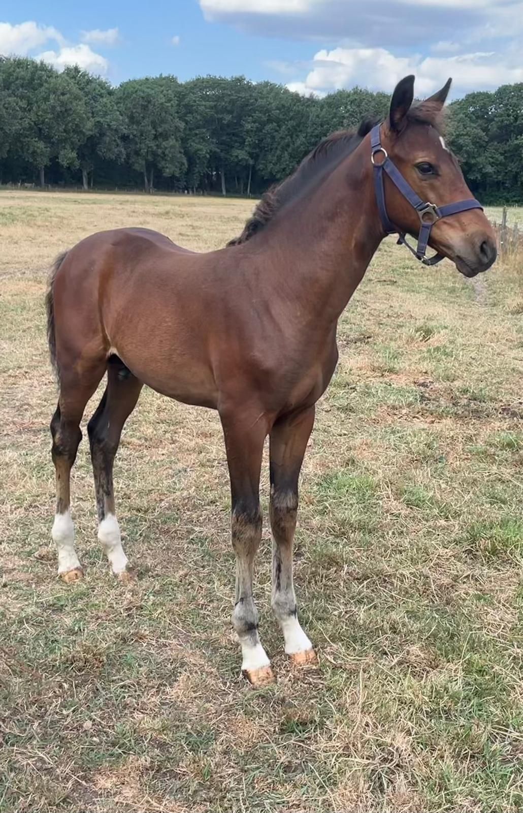 Elegant hoppföl O CHACCO DDH X Le KANNAN x CONCORDE