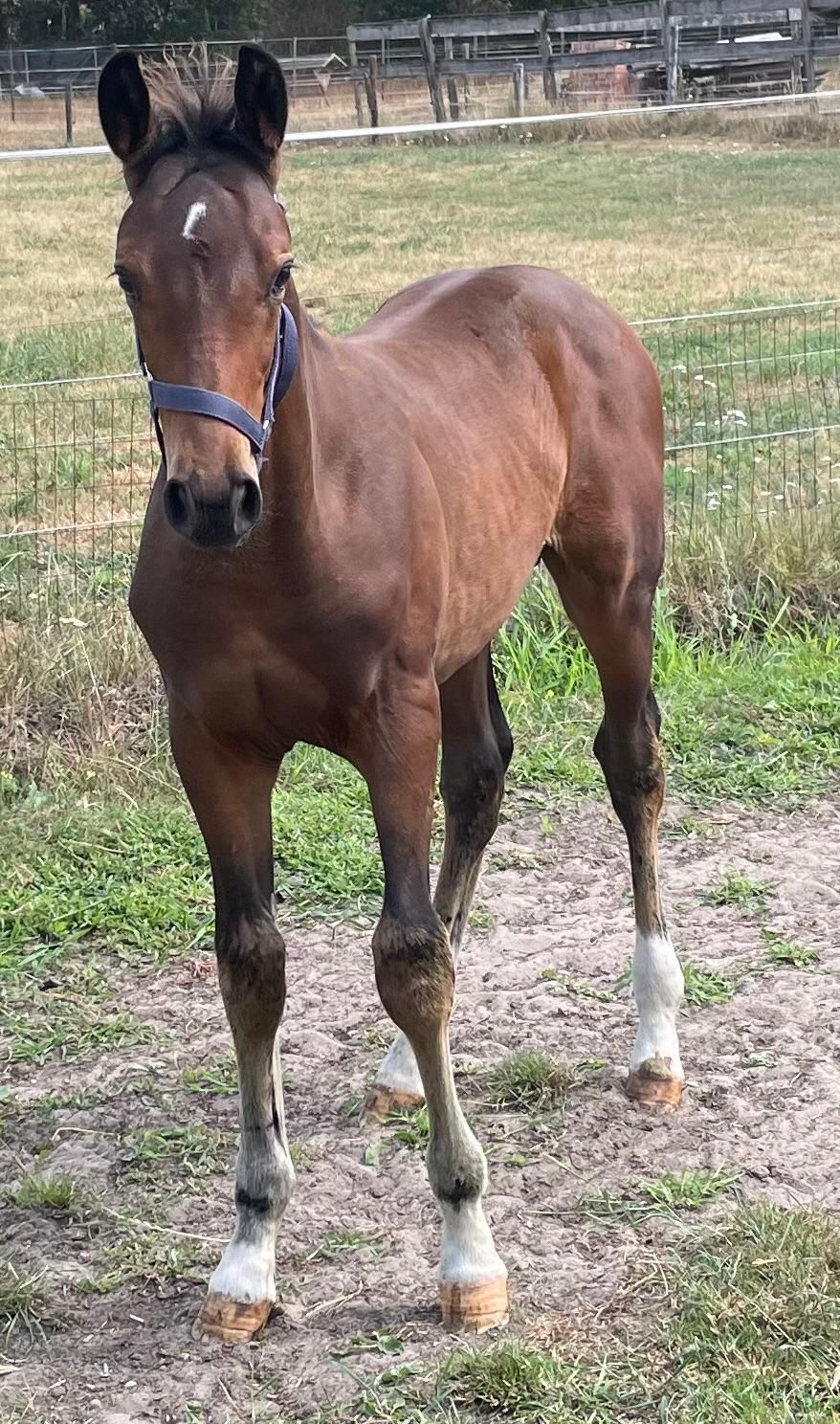 kwpn springpaard hengst 0 سنوات donkerbruin للبيع - صورة 2