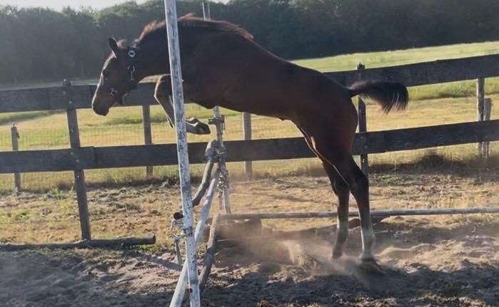 kwpn springpaard hengst 0 سنوات donkerbruin للبيع - صورة 3