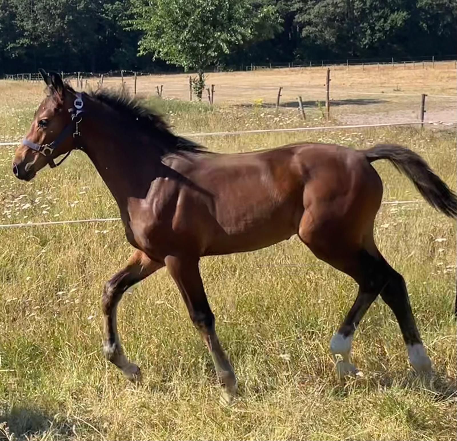 kwpn springpaard hengst 0 سنوات donkerbruin للبيع - صورة 4