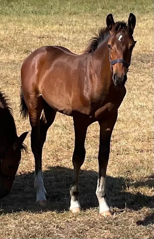 kwpn springpaard hengst 0 سنوات donkerbruin للبيع - صورة 5