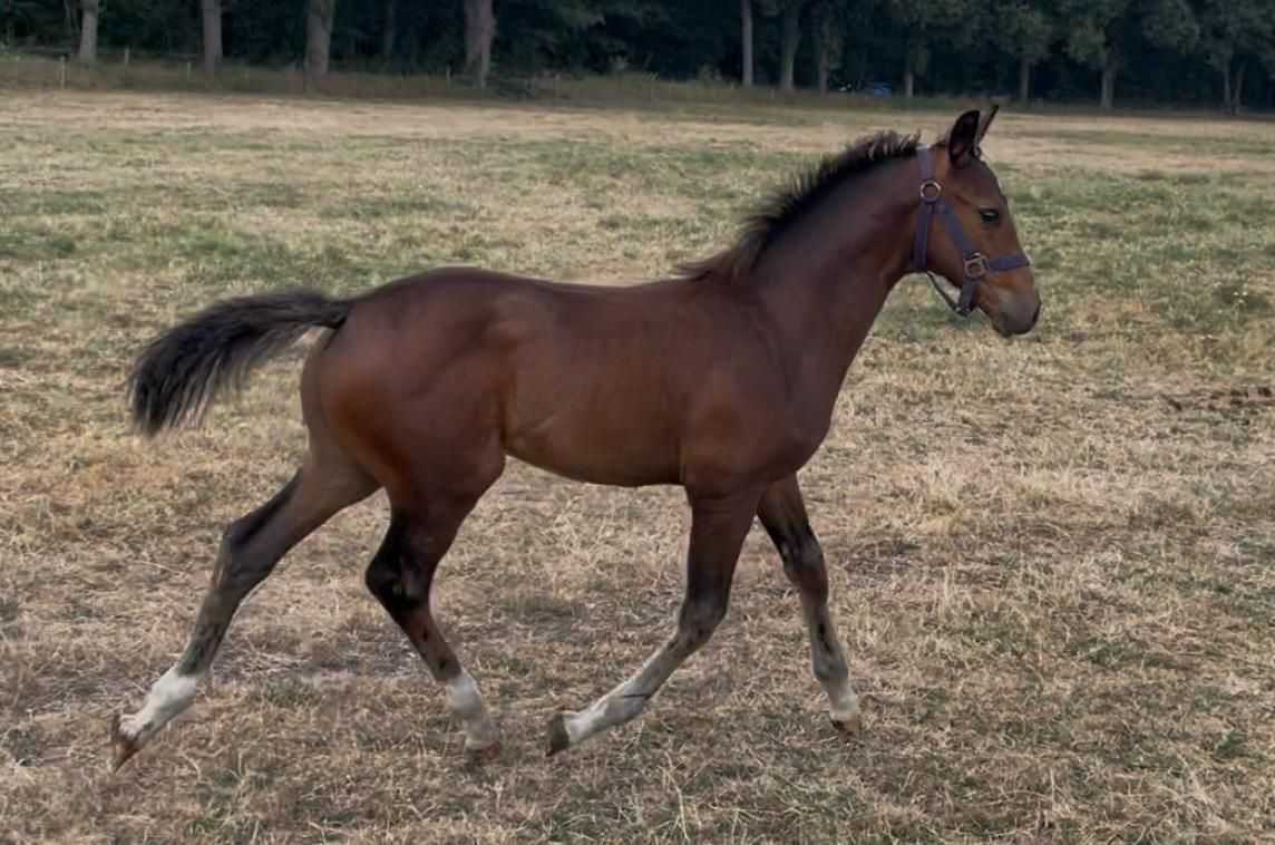 kwpn springpaard hengst 0 سنوات donkerbruin للبيع - صورة 6