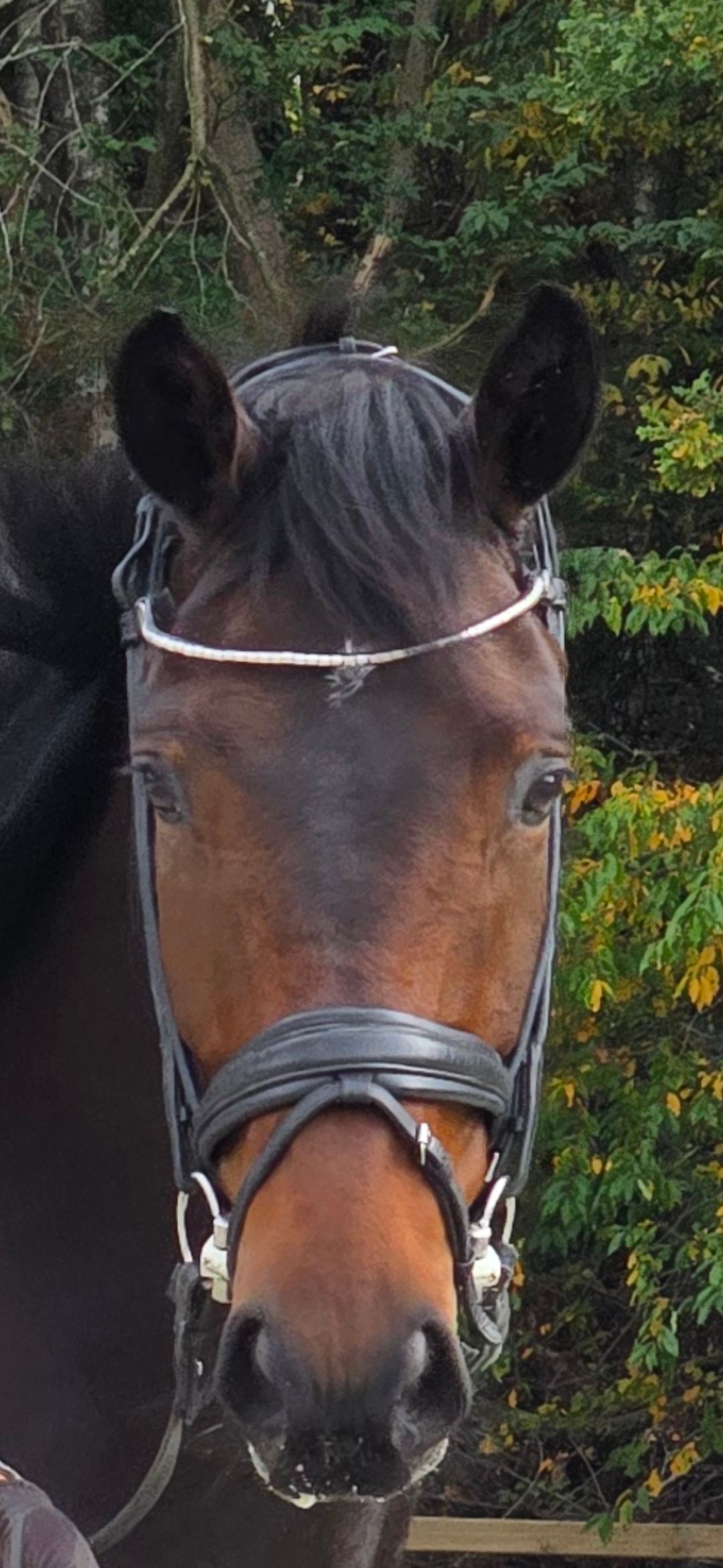 oldenburg dressuurpaard ruin 7 years old donkerbruin for sale - Photo 2