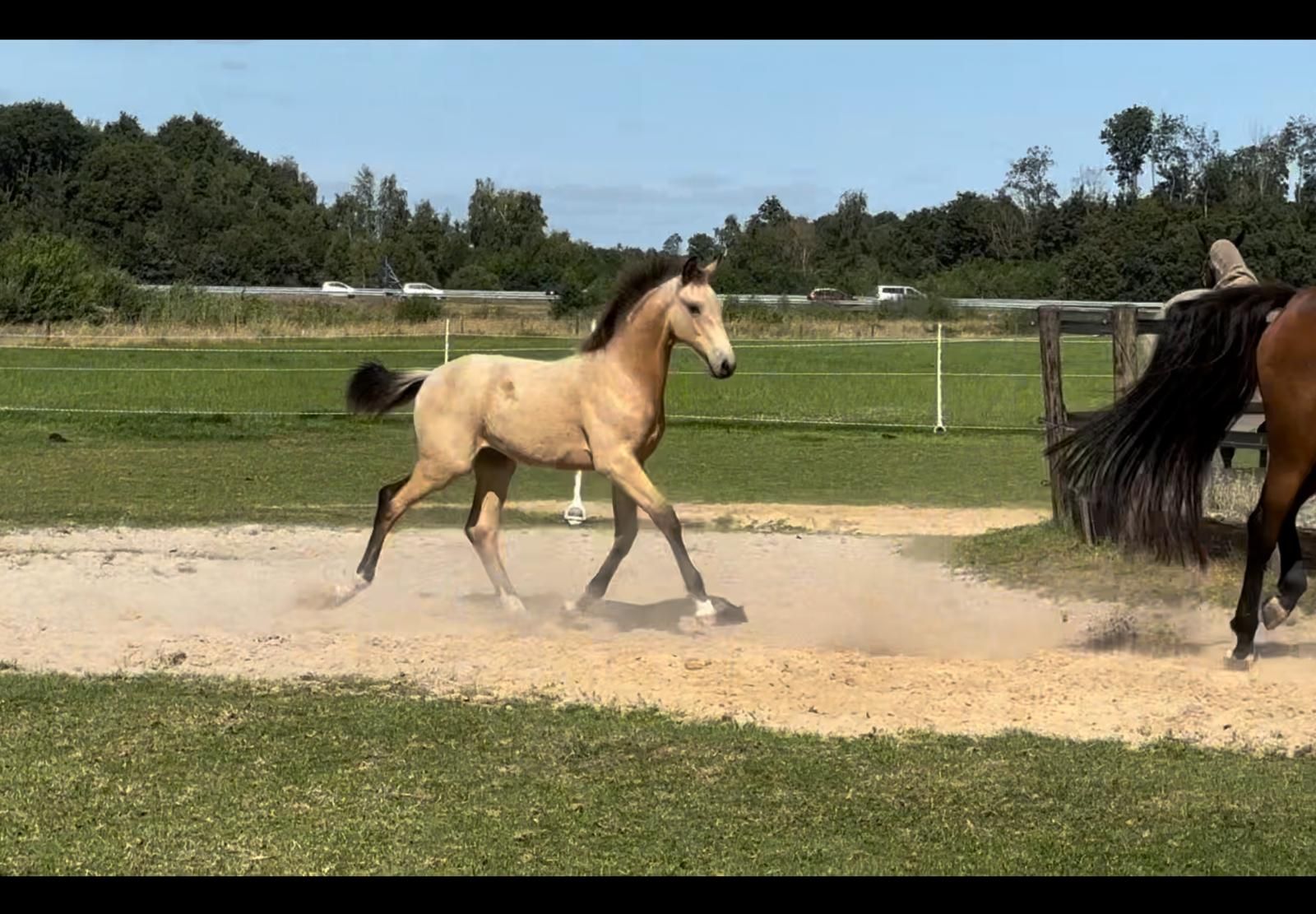 kwpn allrounder hengst 0 سنوات andere-kleur للبيع - صورة 2