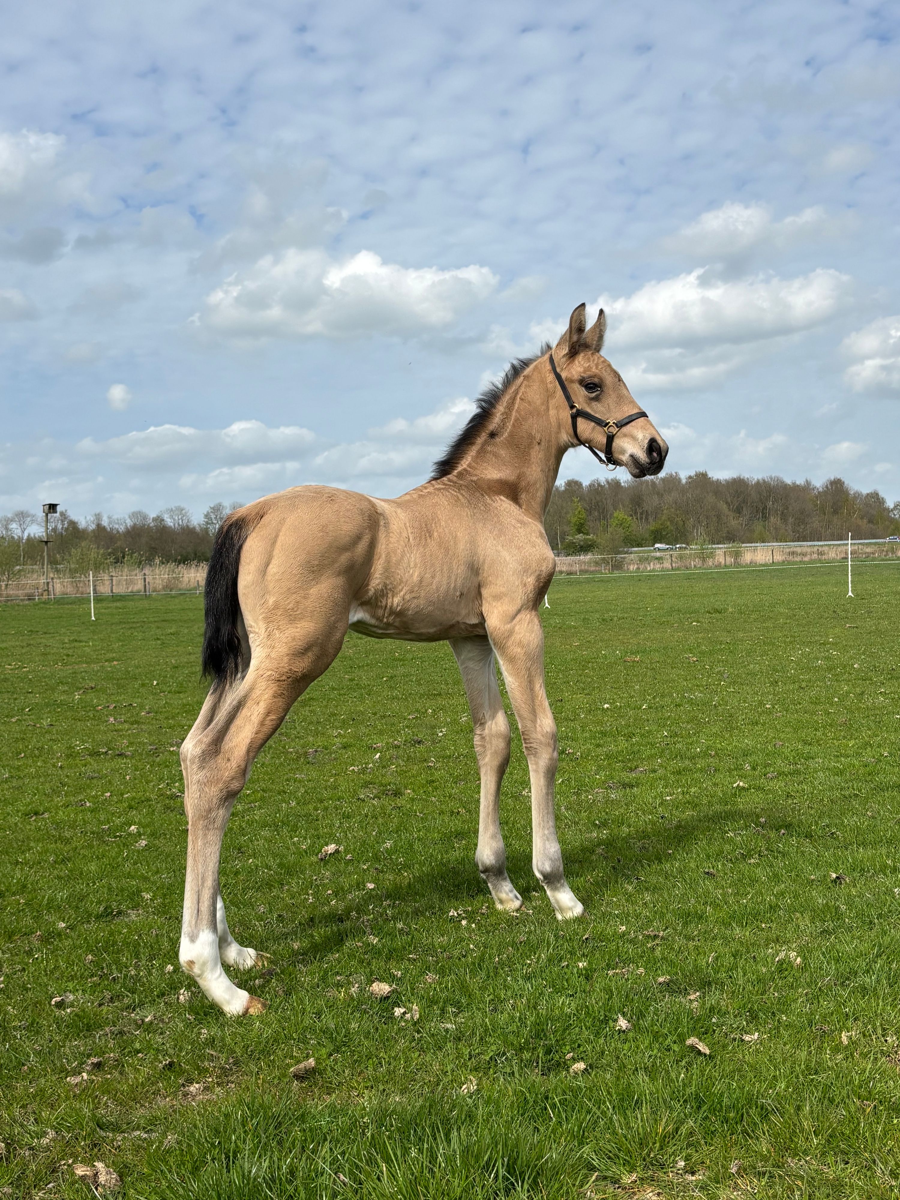 kwpn allrounder hengst 0 سنوات andere-kleur للبيع - صورة 3