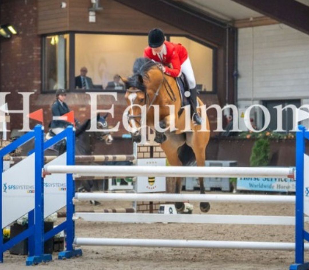 kwpn springpaard ruin 11 år bruin till salu - Foto 3