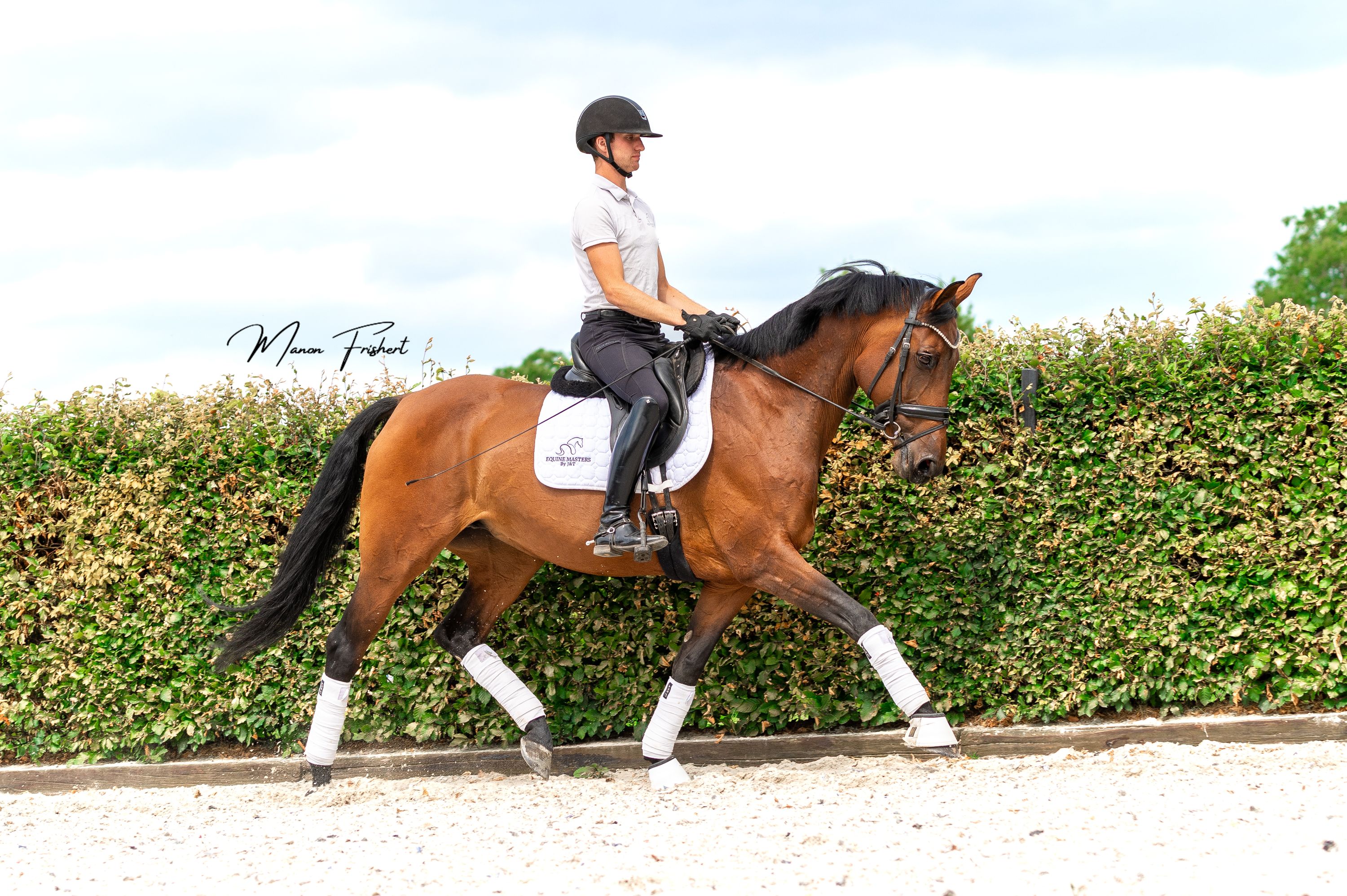 M2/Z1 Dressage mare for sale !