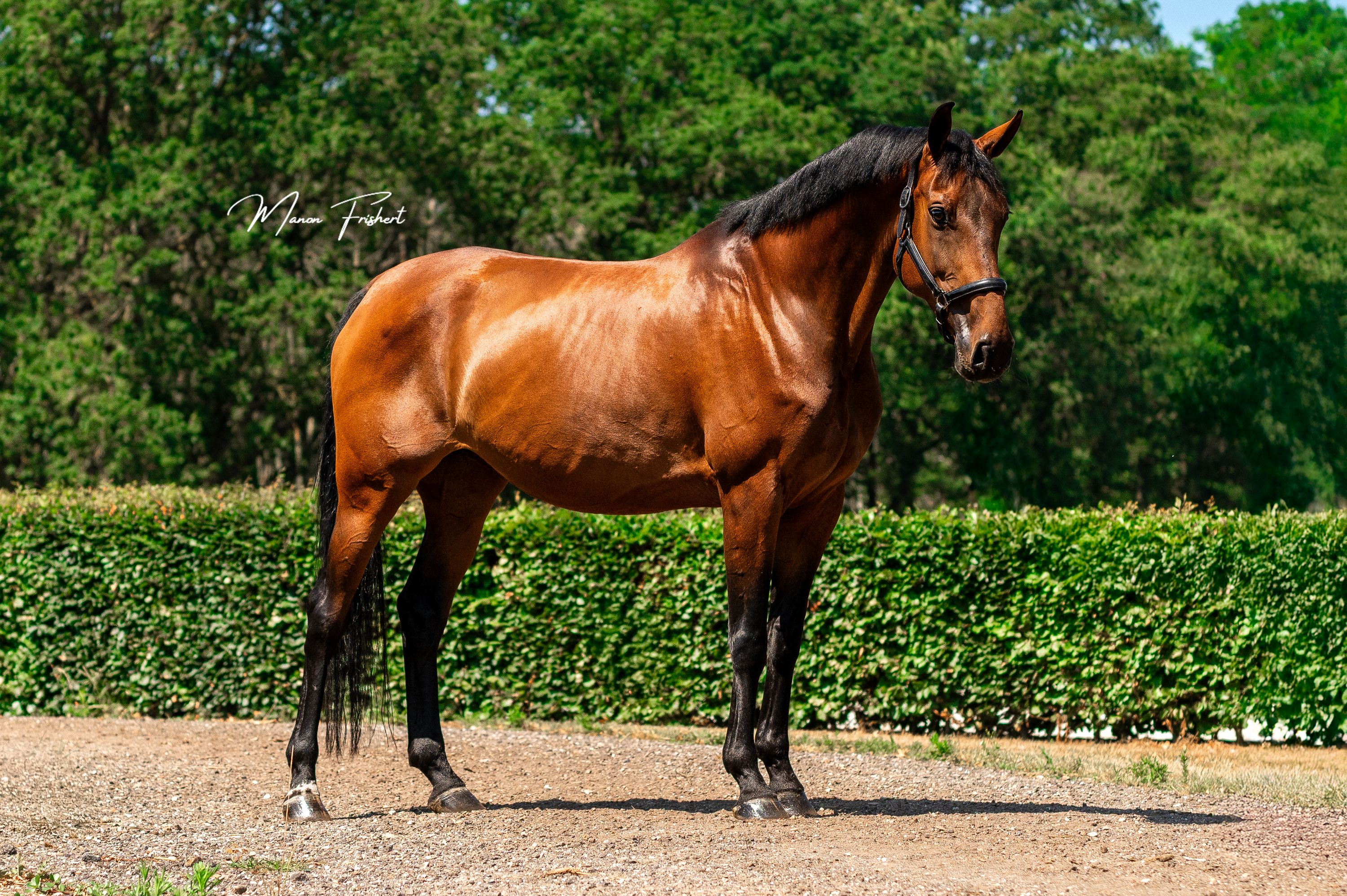 dressuurpaard merrie 13 years old for sale - Photo 3