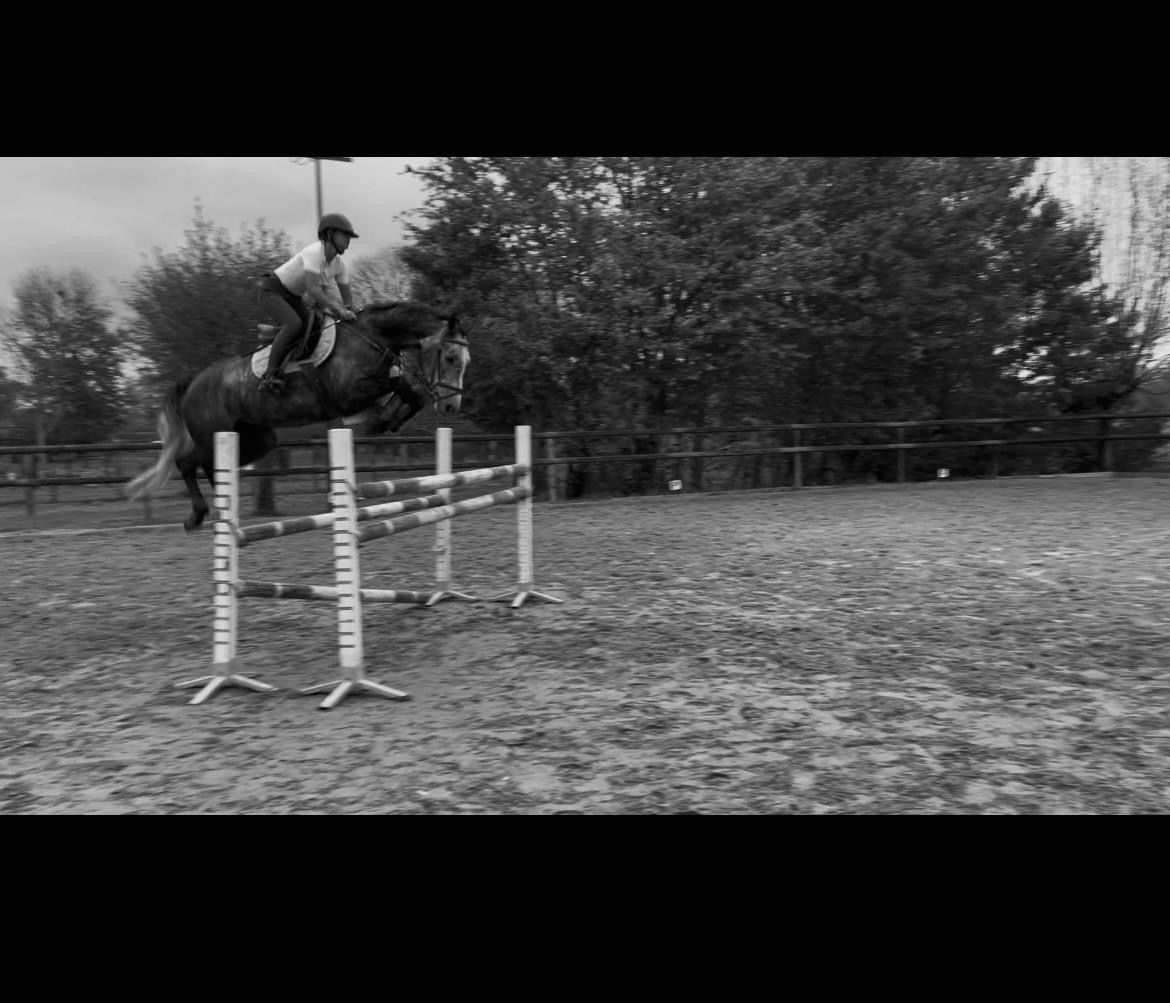 zangersheide springpaard merrie 7 years old schimmel for sale - Photo 3