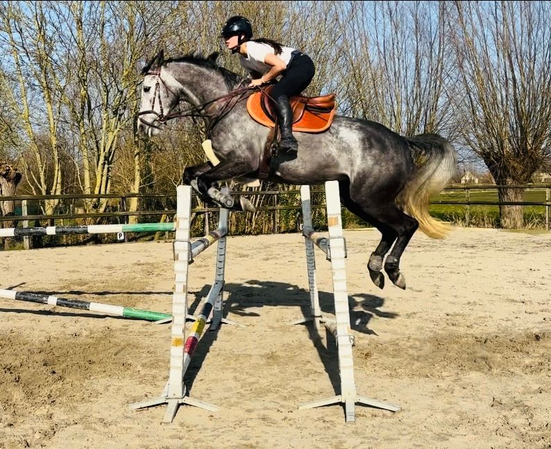 zangersheide springpaard merrie 7 years old schimmel for sale - Photo 2