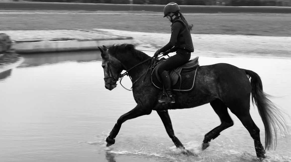 zangersheide springpaard merrie 7 years old schimmel for sale - Photo 5