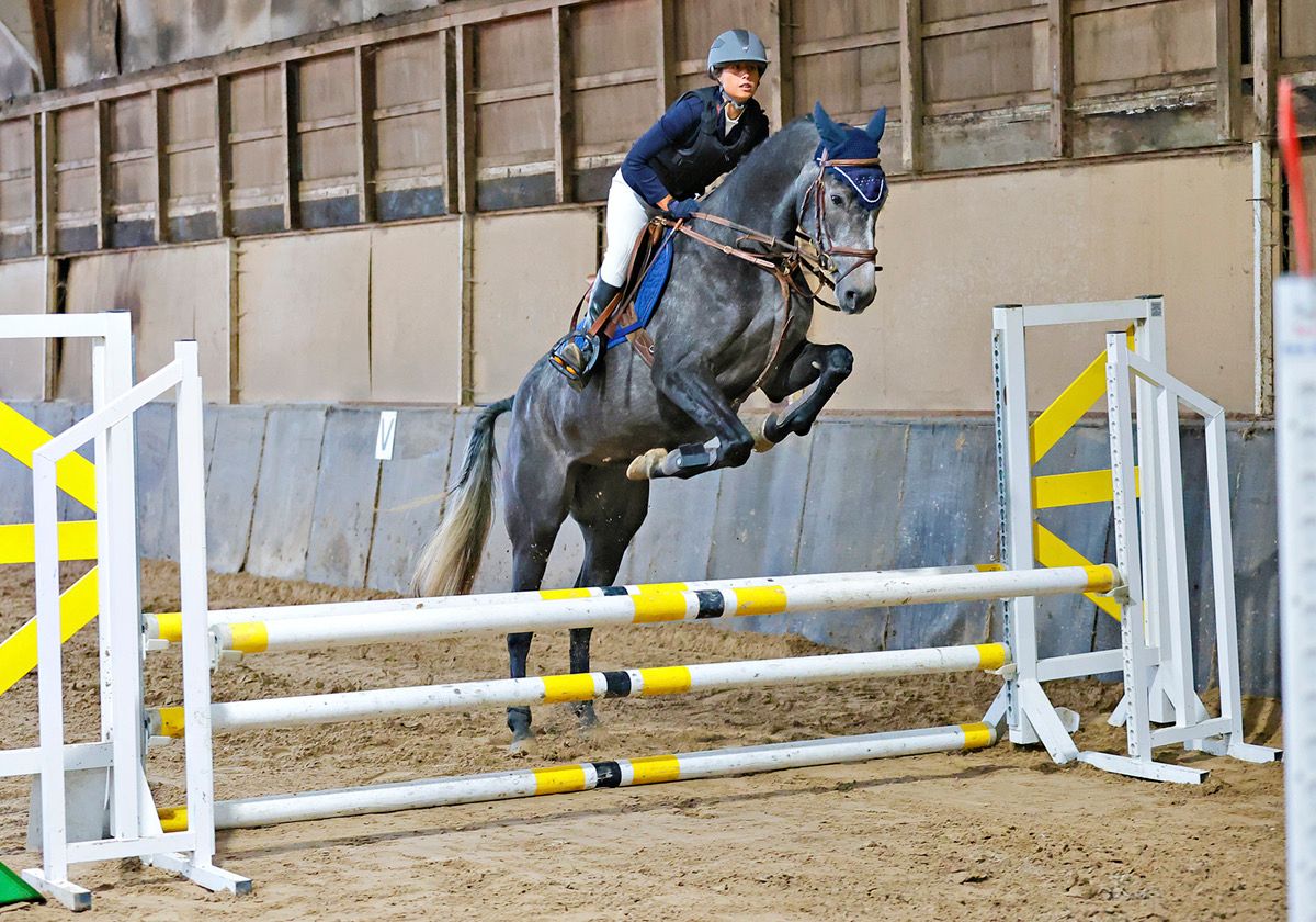 zangersheide springpaard merrie 7 years old schimmel for sale - Photo 6