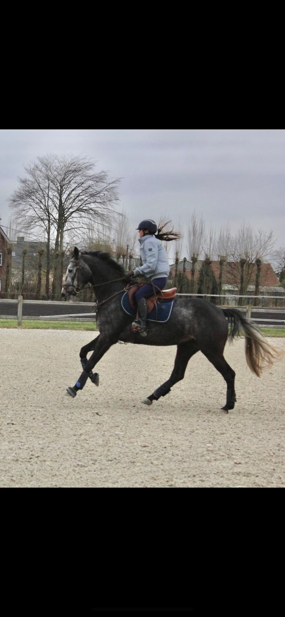 zangersheide springpaard merrie 7 years old schimmel for sale - Photo 4