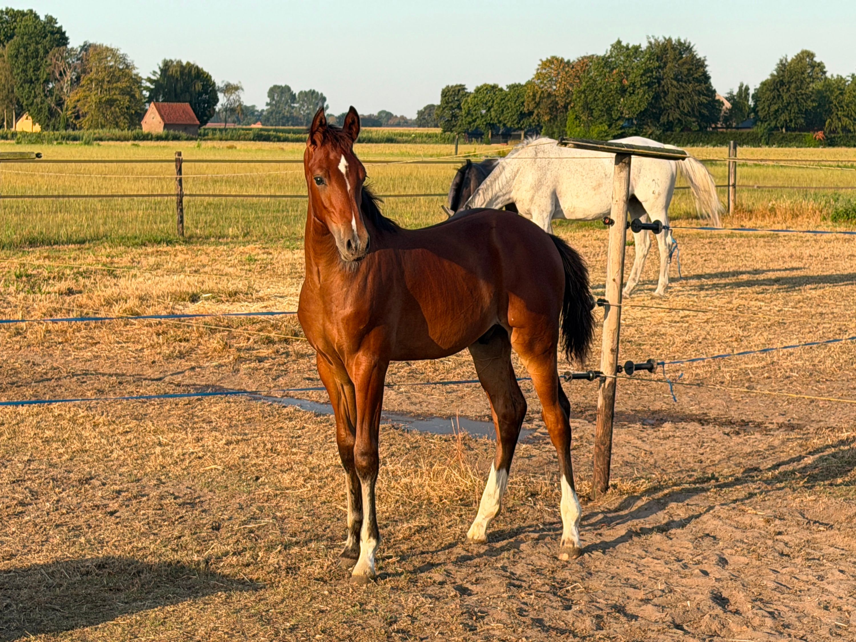 Hingstföl Dourking Hero Z x Cicero Z